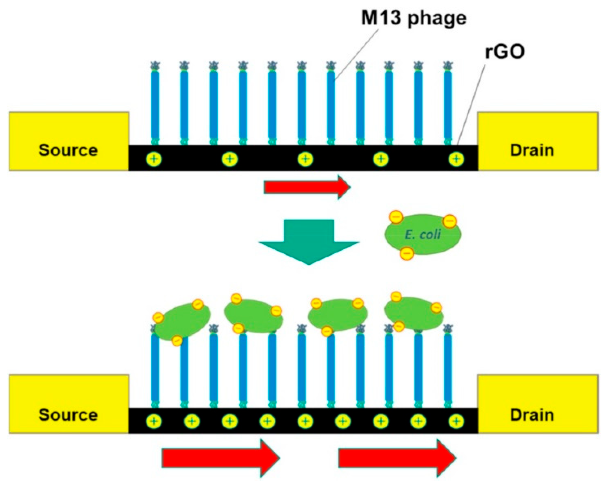 Biosensors 15 00467 g007