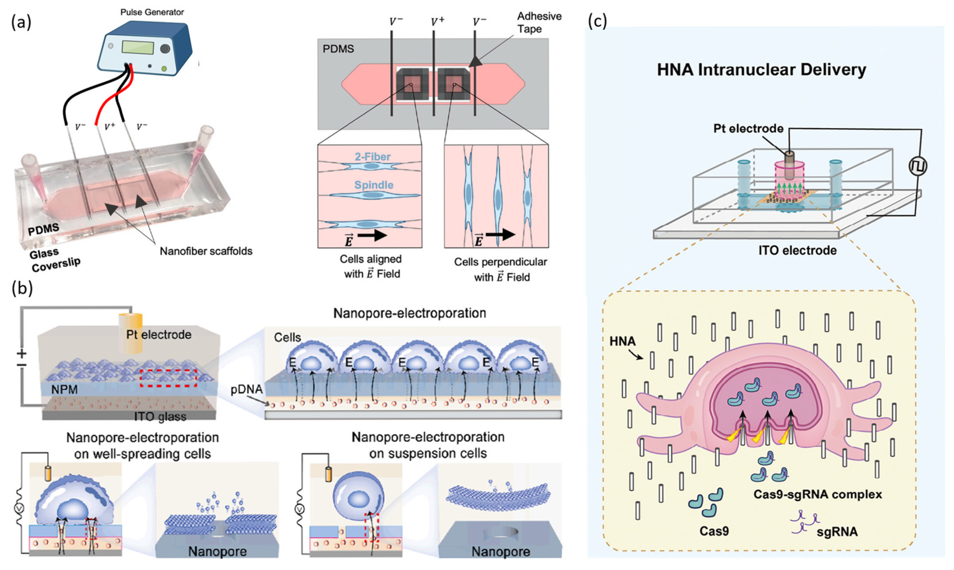 Biosensors 15 00504 g004
