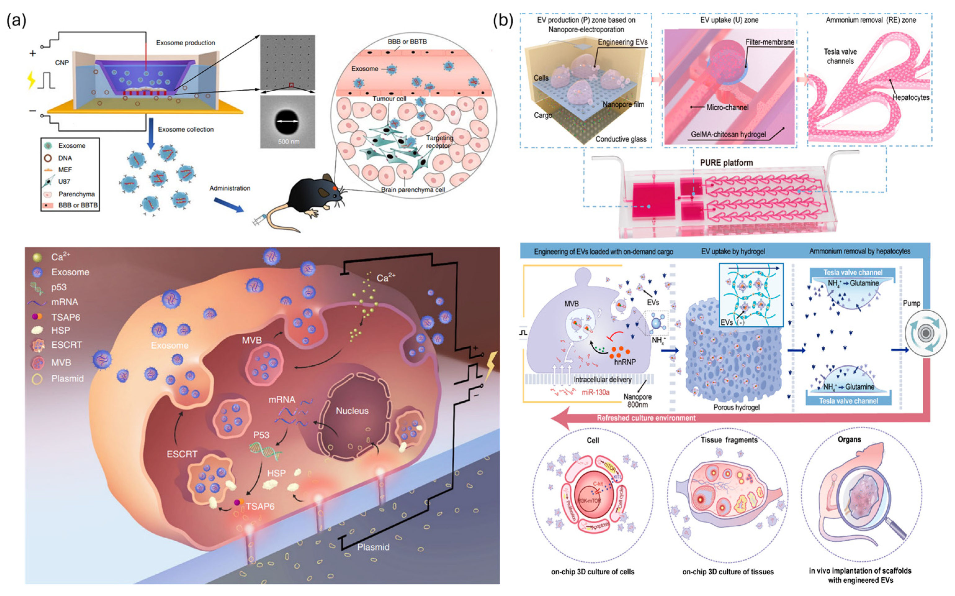 Biosensors 15 00504 g013