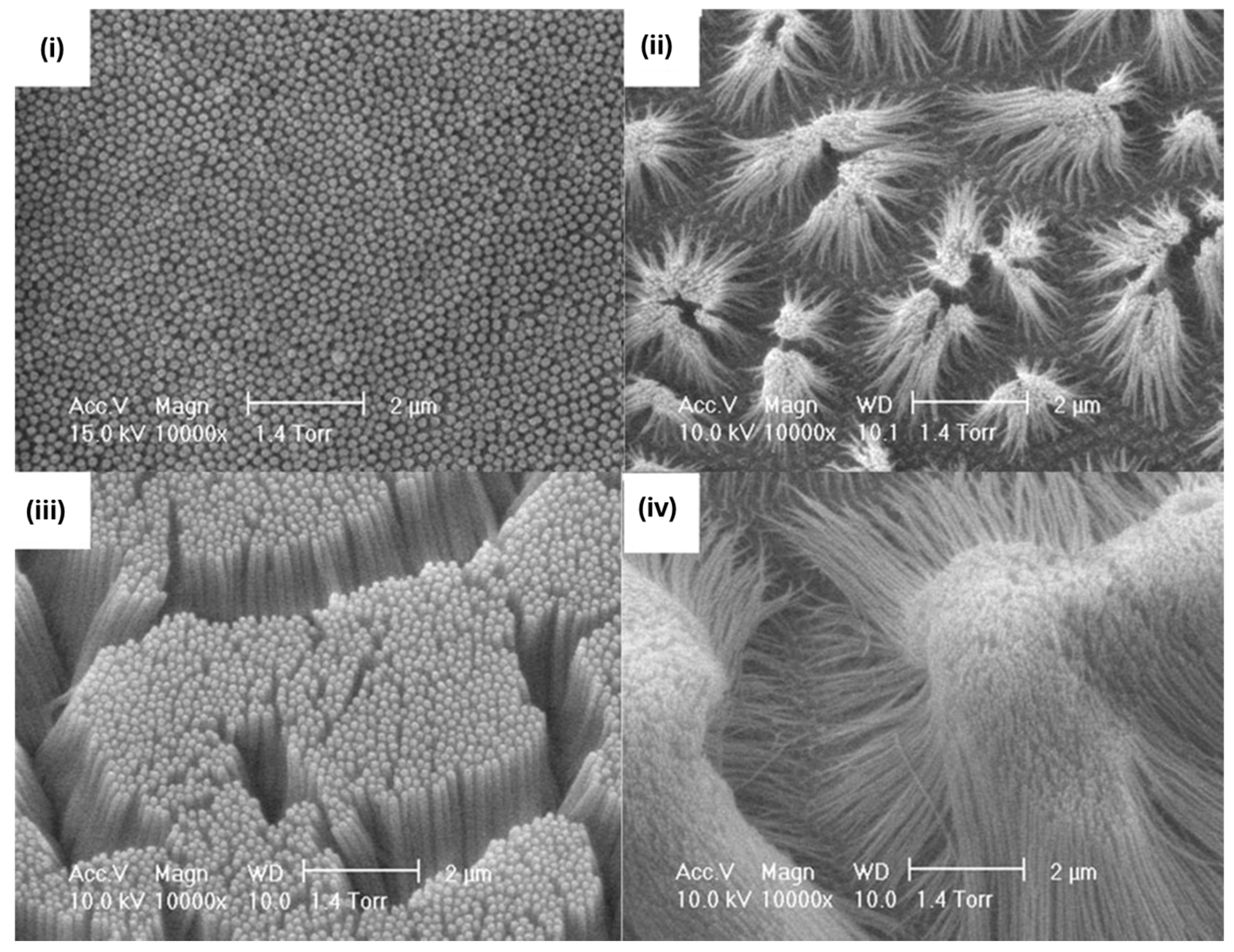 Biosensors 15 00509 g005