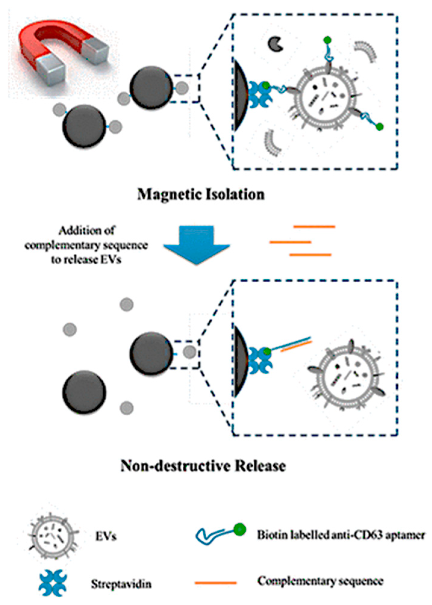 Biosensors 15 00511 g002 Biosensors 15 00511 g002