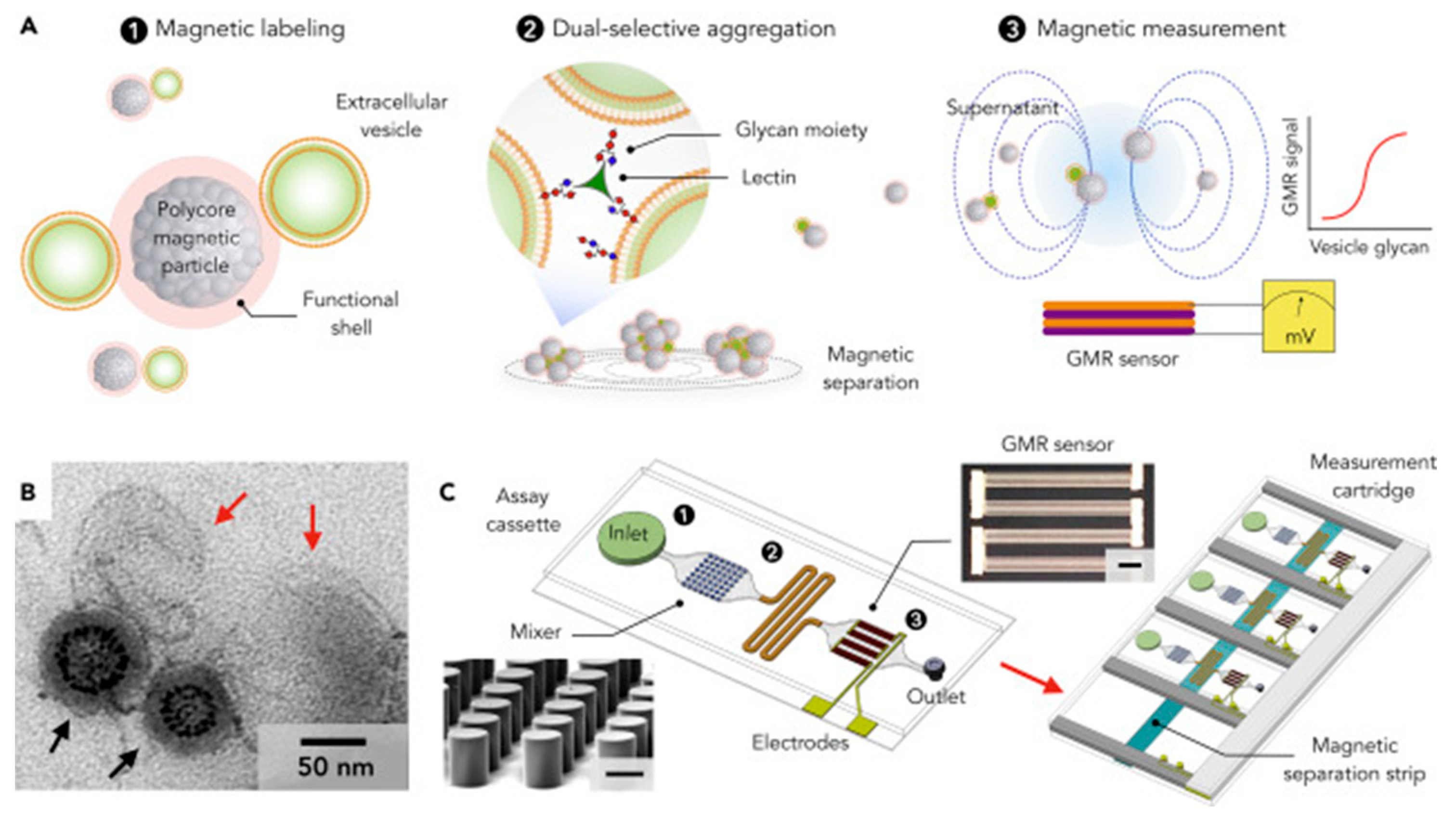 Biosensors 15 00511 g003 Biosensors 15 00511 g003