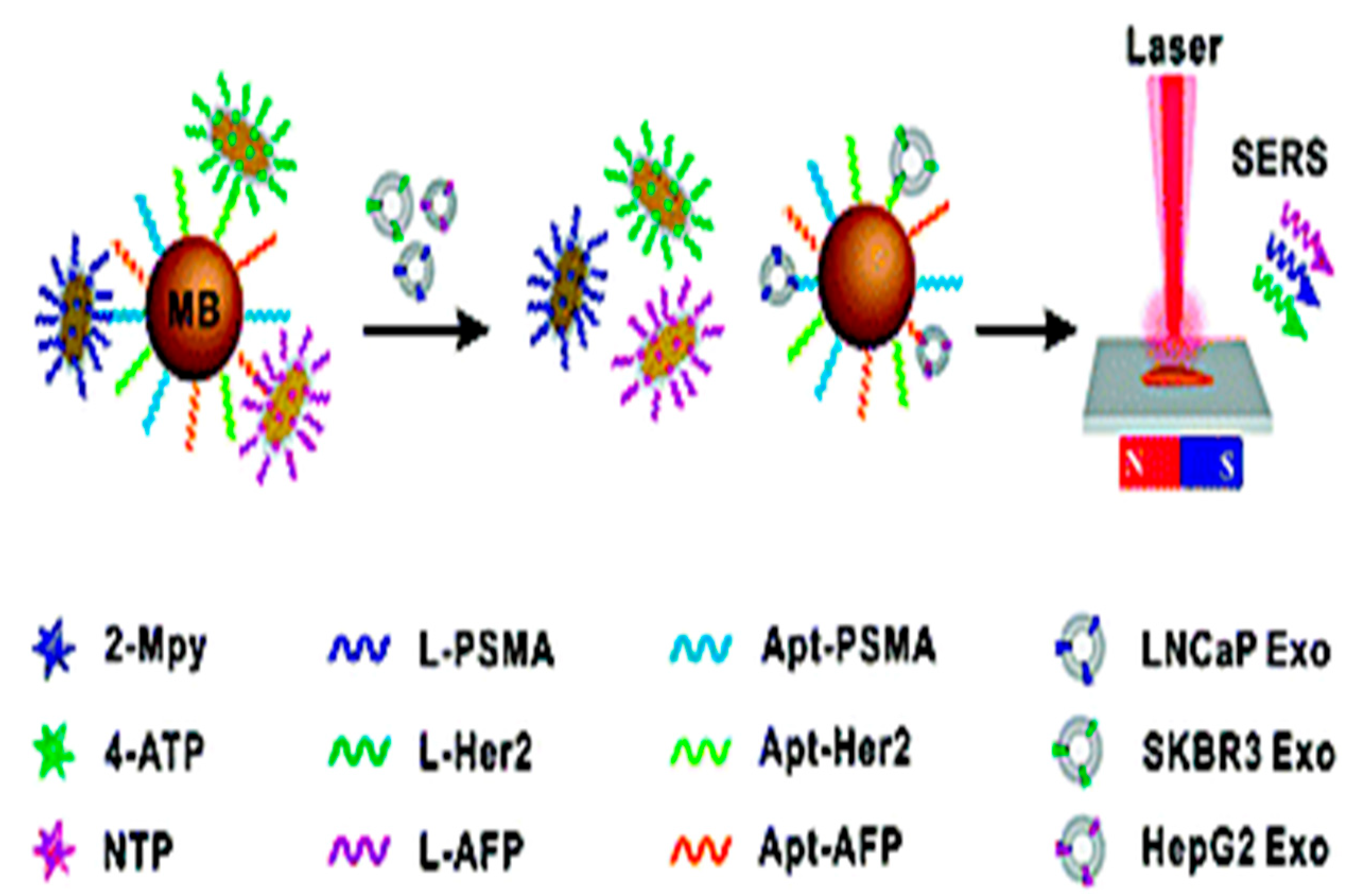 Biosensors 15 00511 g007 Biosensors 15 00511 g007