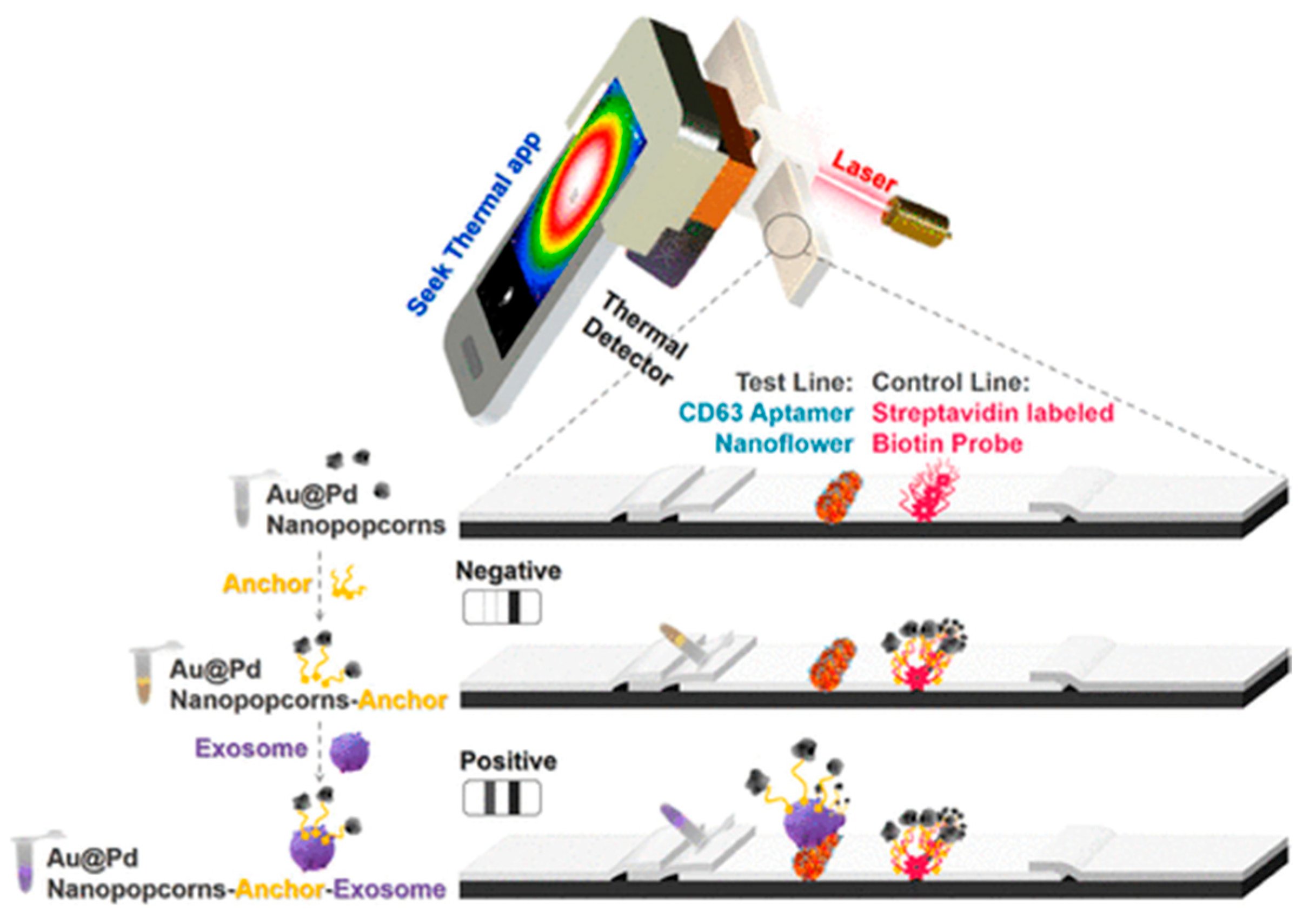 Biosensors 15 00511 g010 Biosensors 15 00511 g010