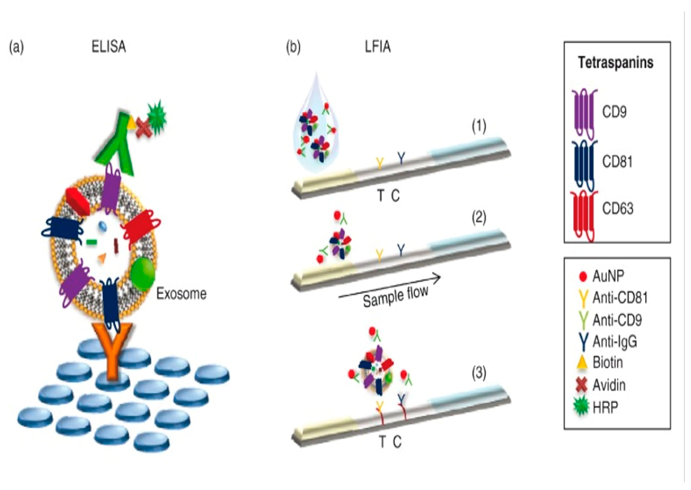 Biosensors 15 00511 g013 Biosensors 15 00511 g013