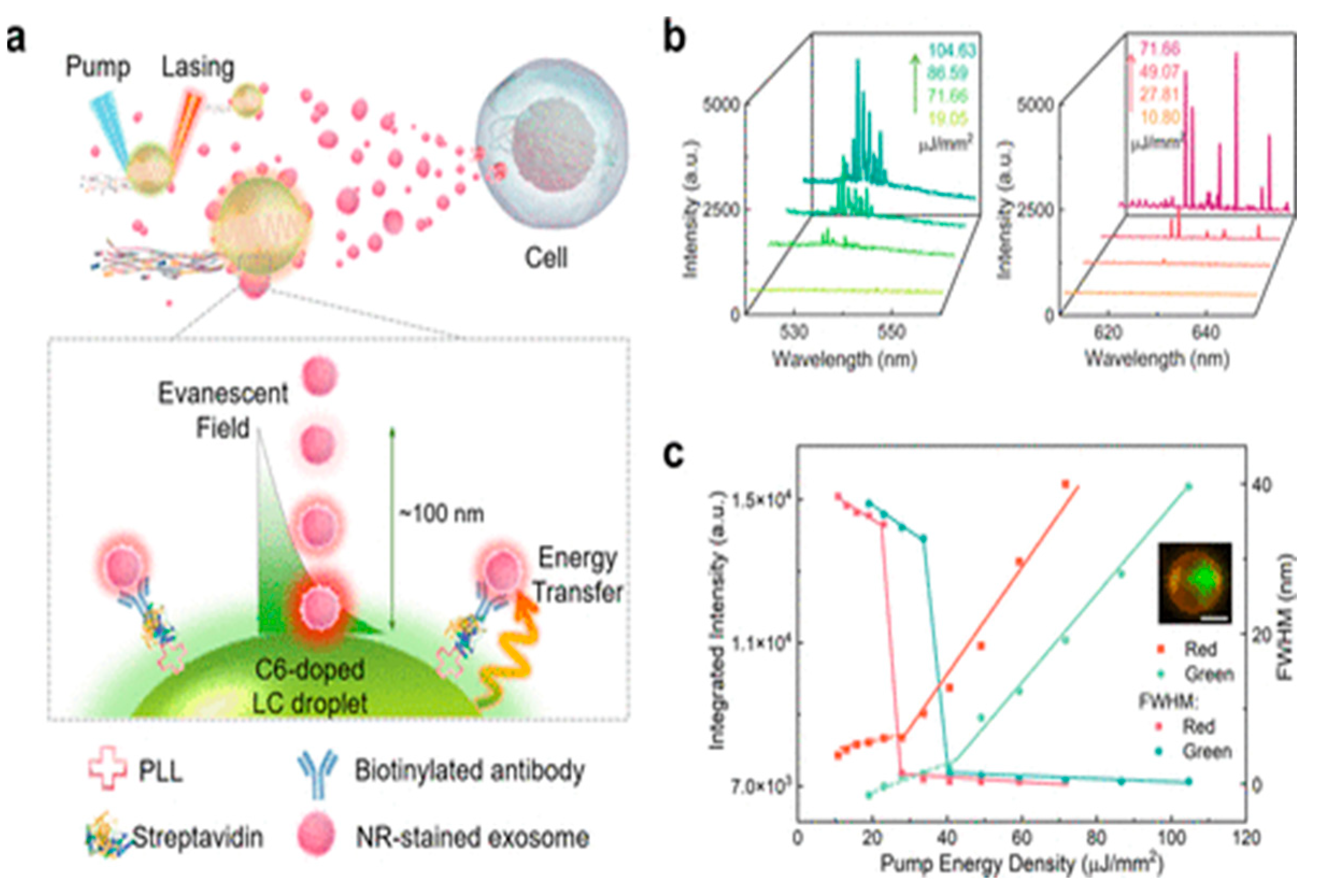 Biosensors 15 00511 g016 Biosensors 15 00511 g016