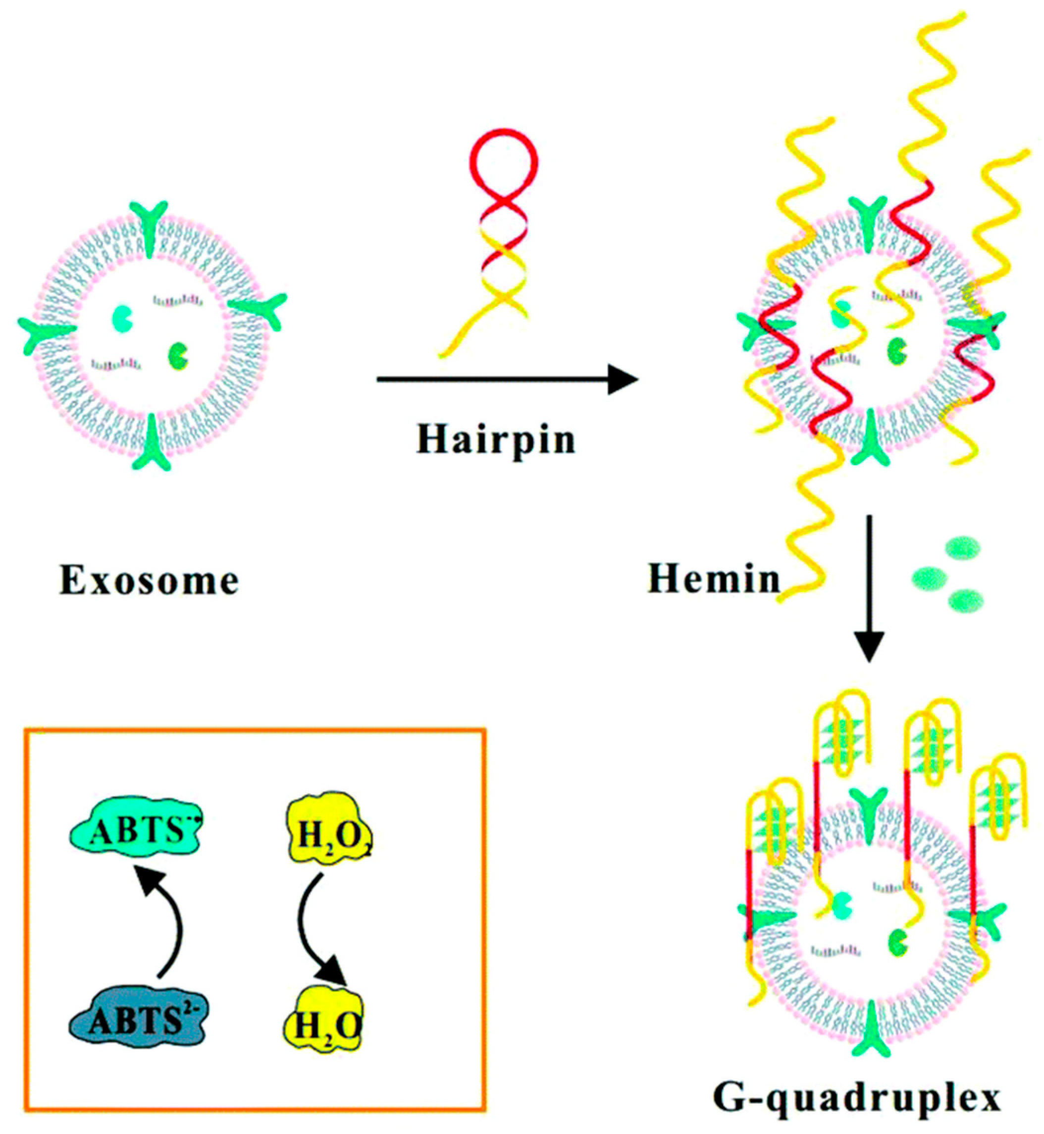 Biosensors 15 00511 g018 Biosensors 15 00511 g018