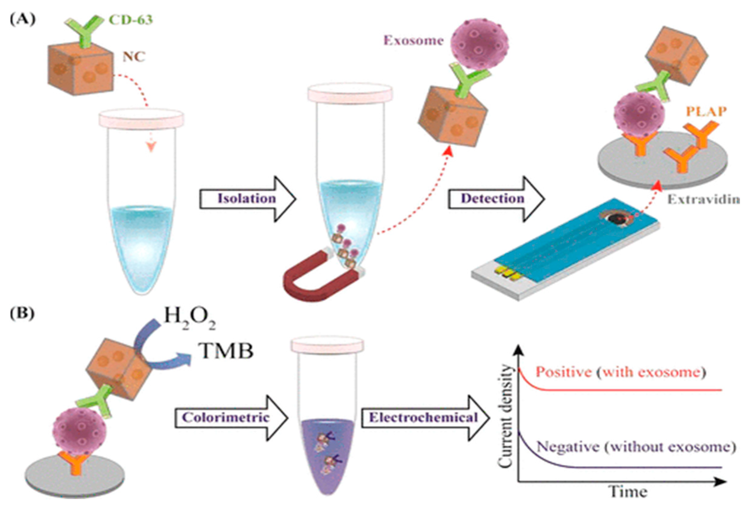 Biosensors 15 00511 g019 Biosensors 15 00511 g019
