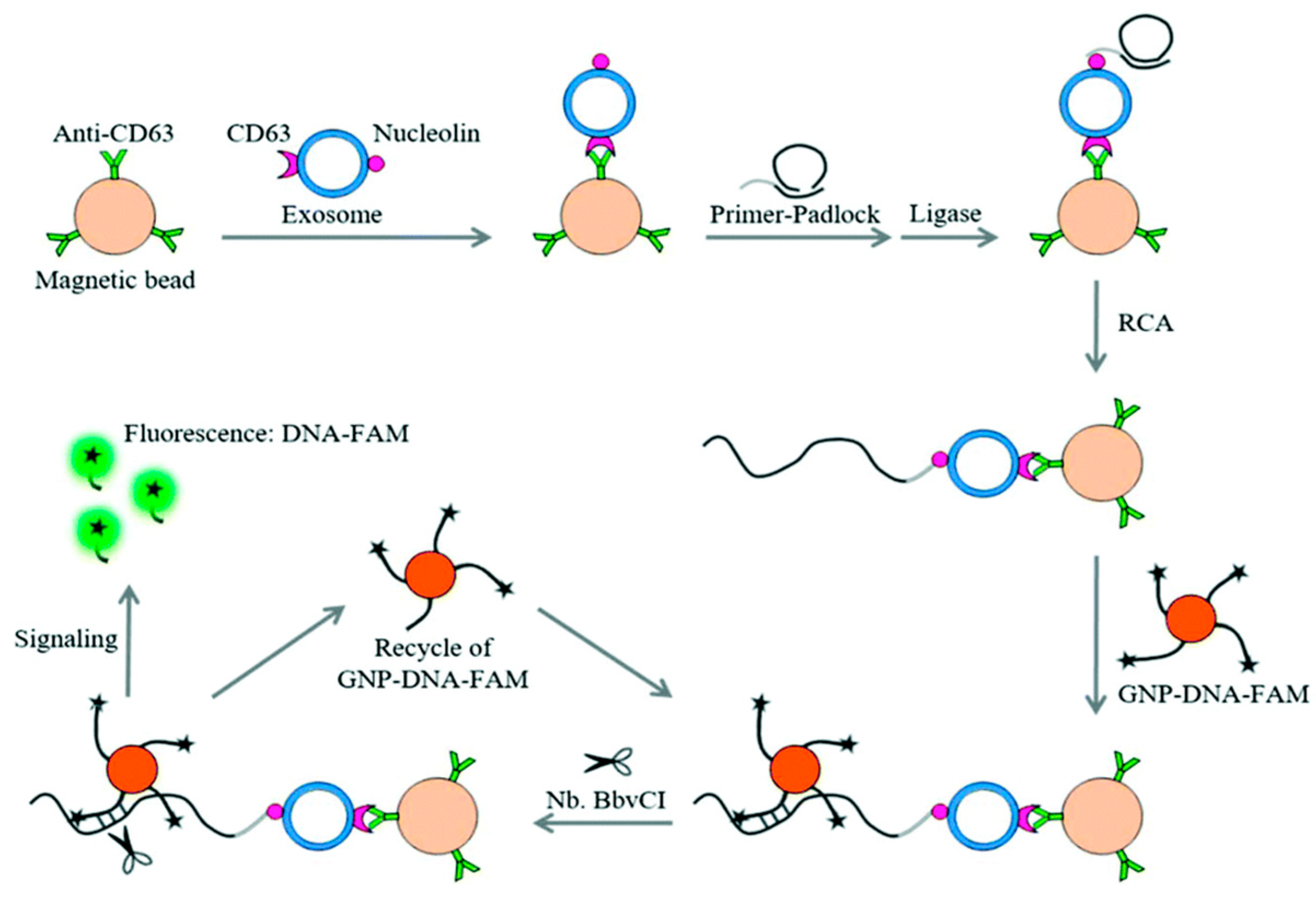Biosensors 15 00511 g028 Biosensors 15 00511 g028