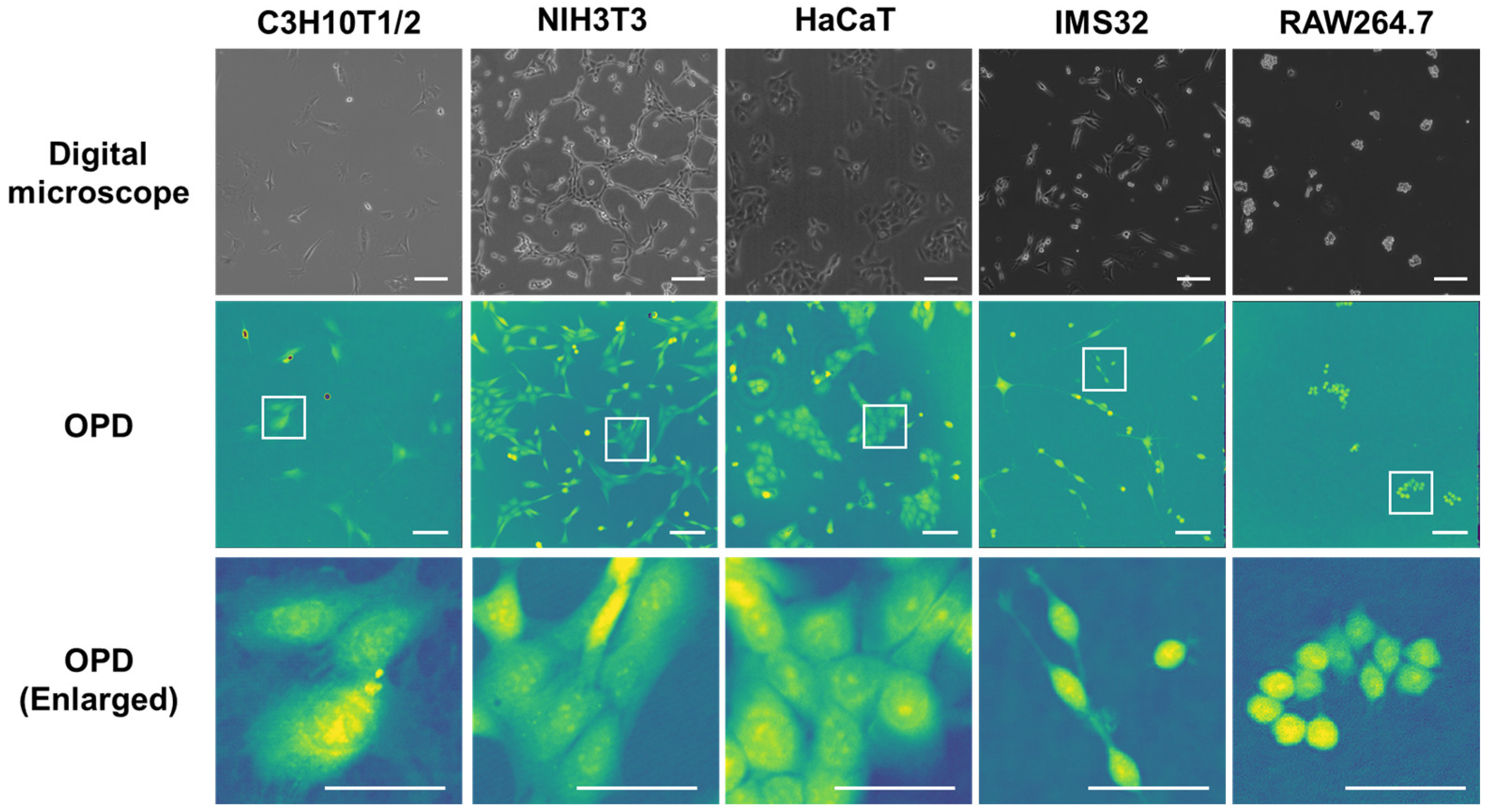 Biosensors 15 00515 g005