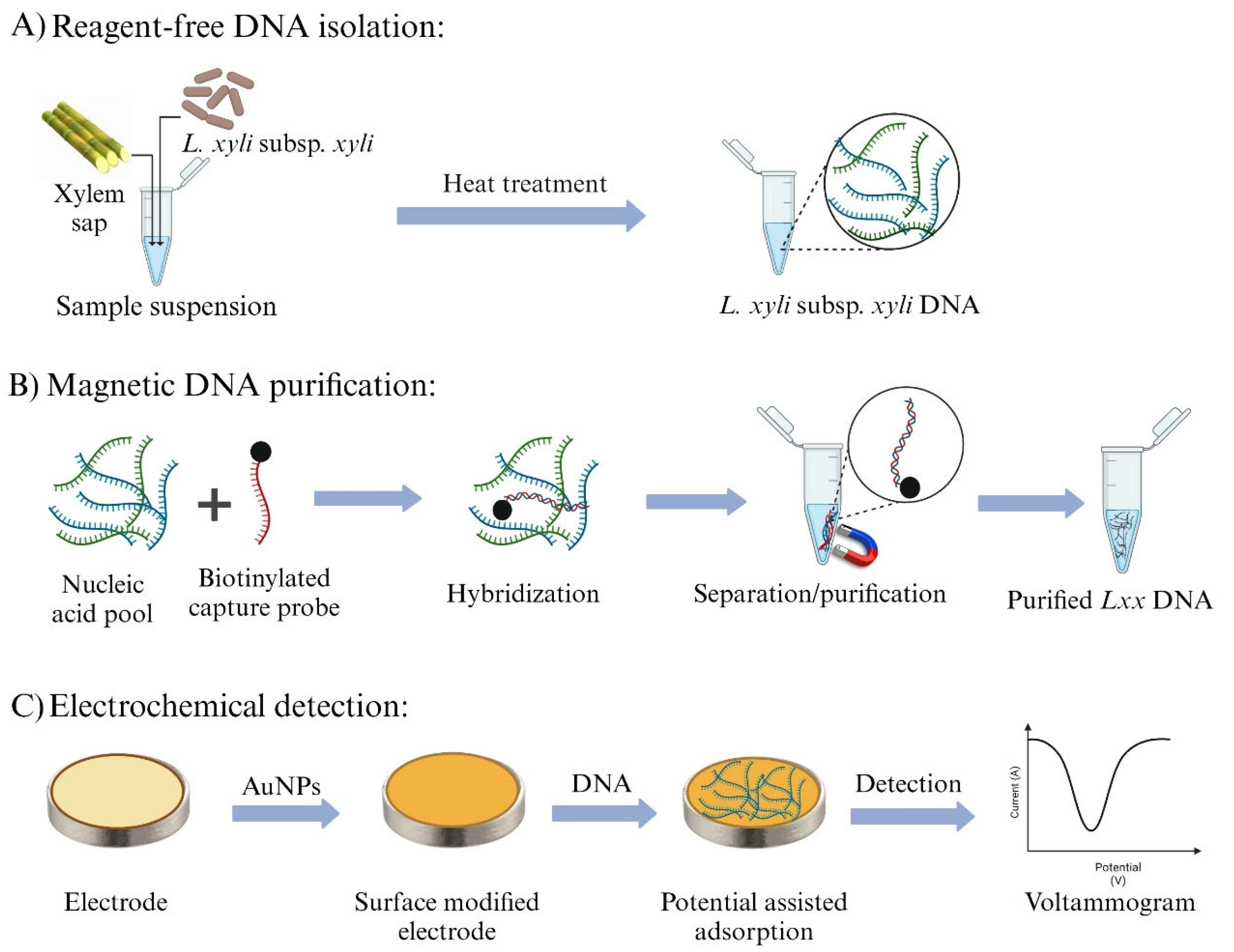 Biosensors 15 00518 g001