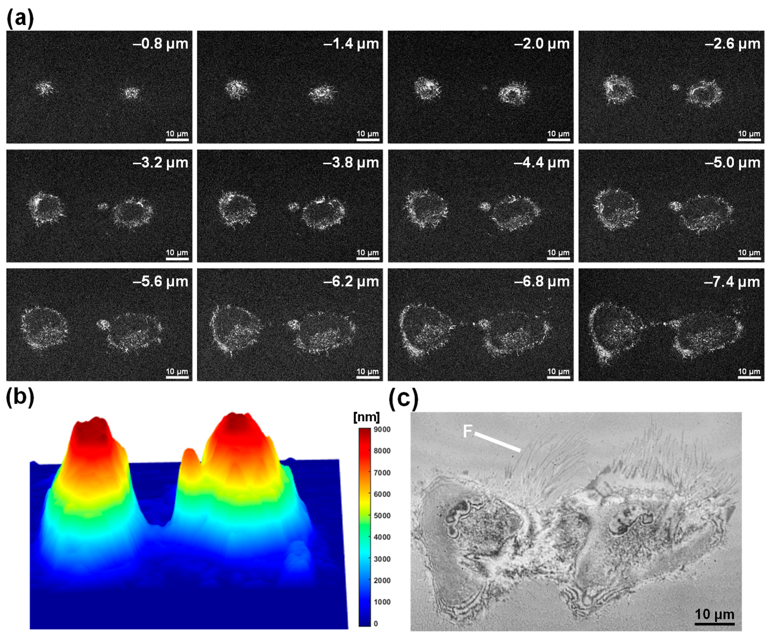 Biosensors 15 00522 g004