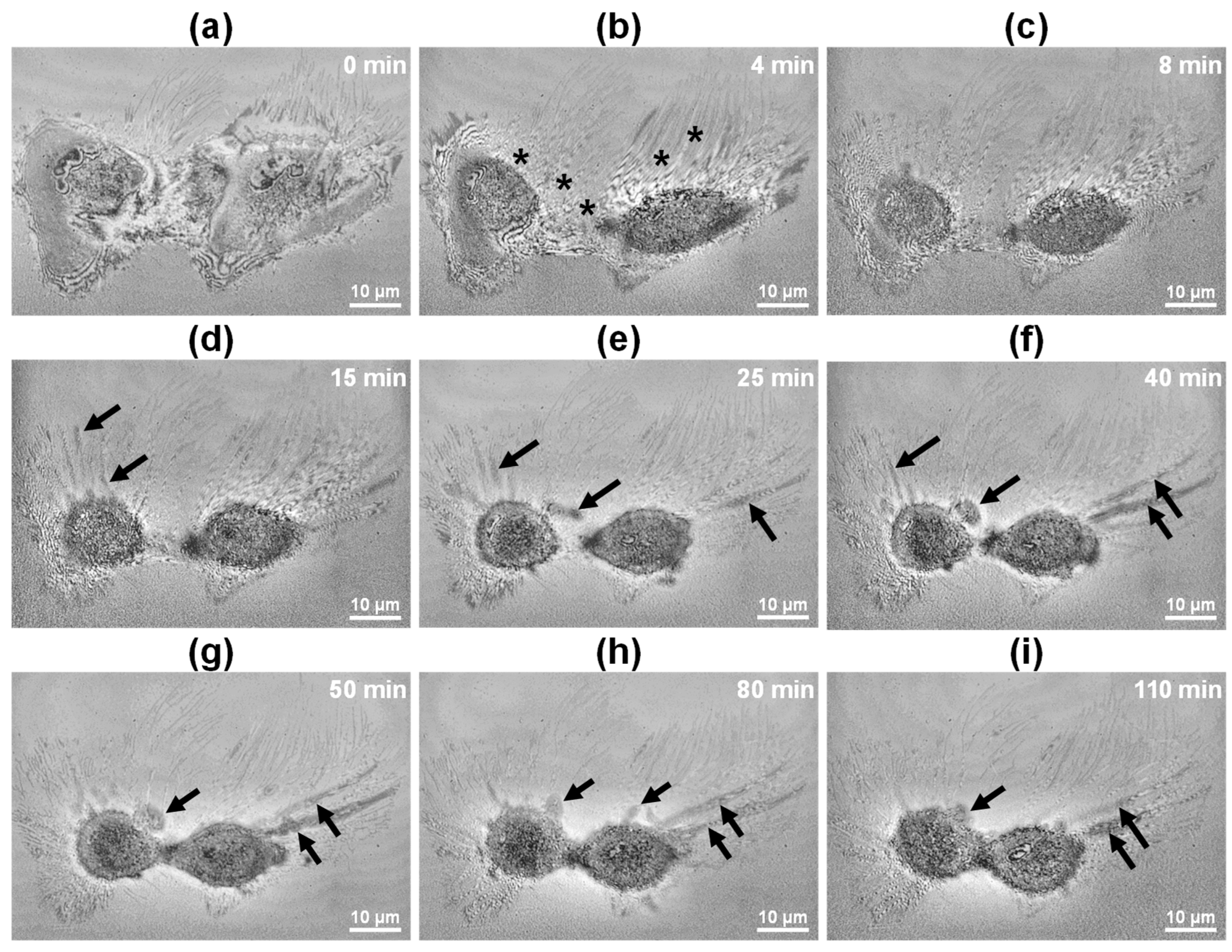 Biosensors 15 00522 g006
