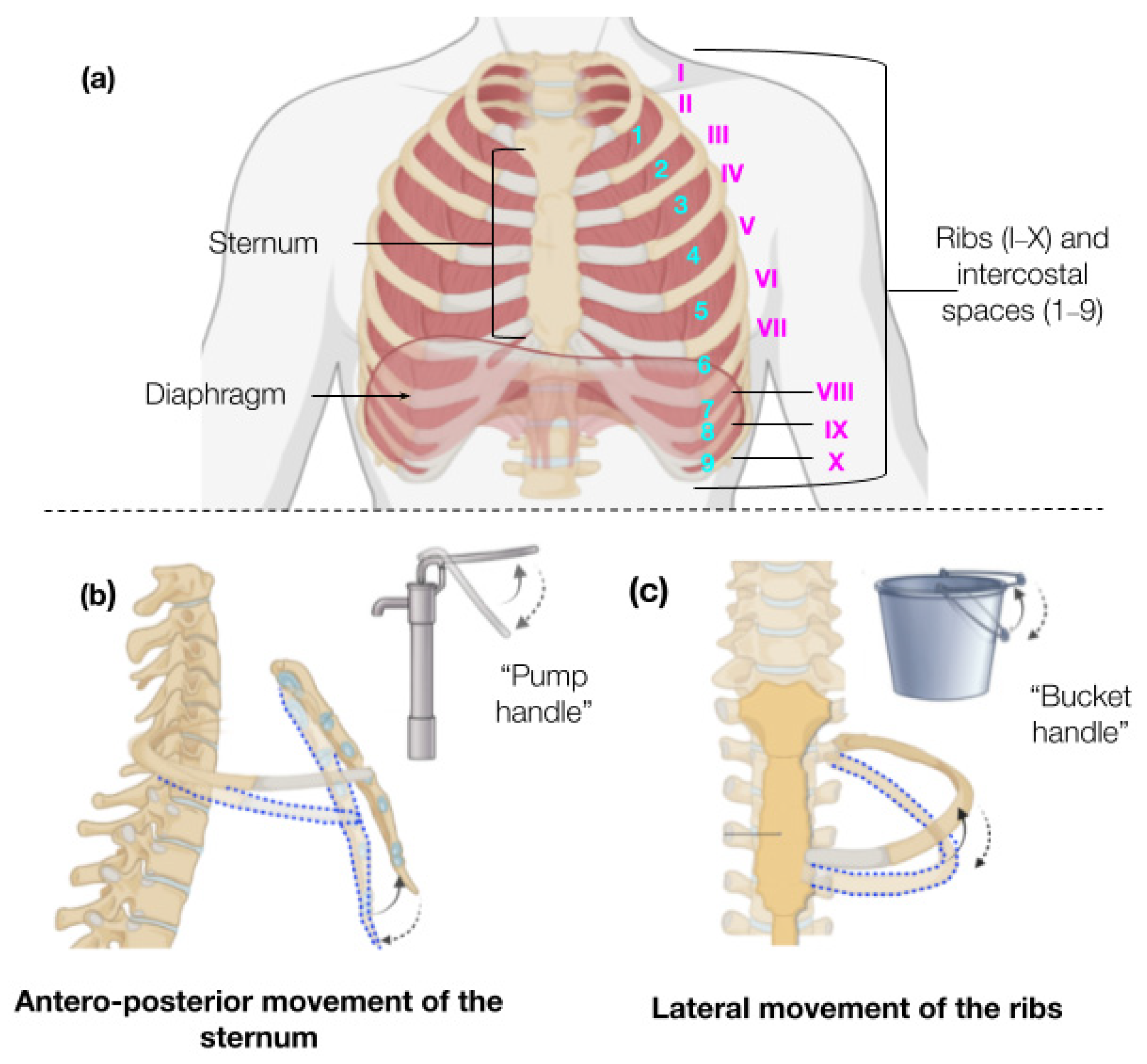 Biosensors 15 00523 g001