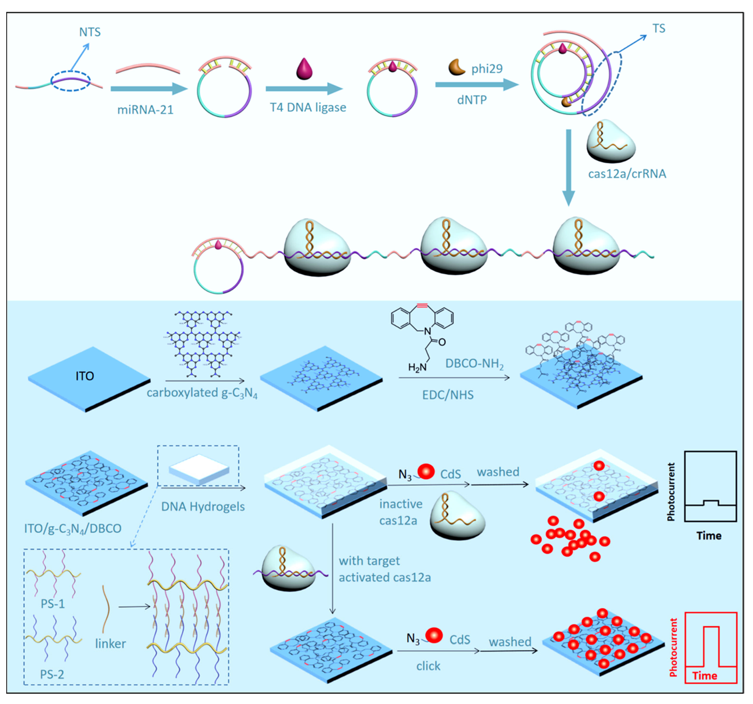 Biosensors 15 00524 g007