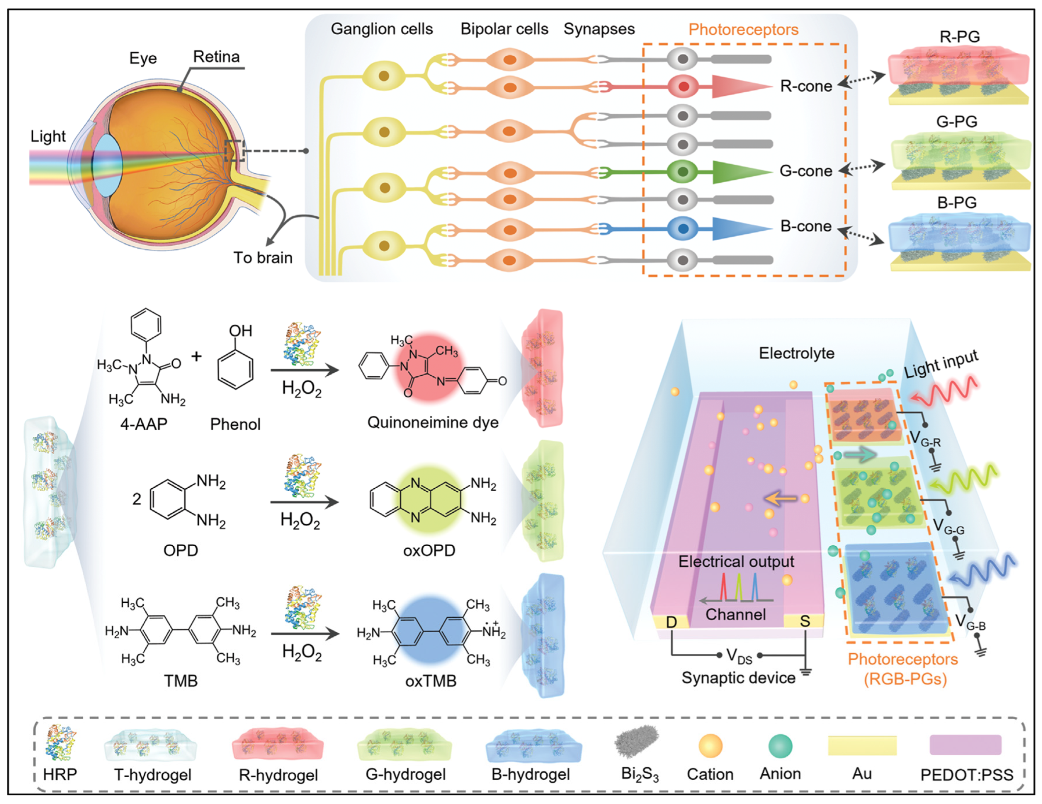 Biosensors 15 00524 g012