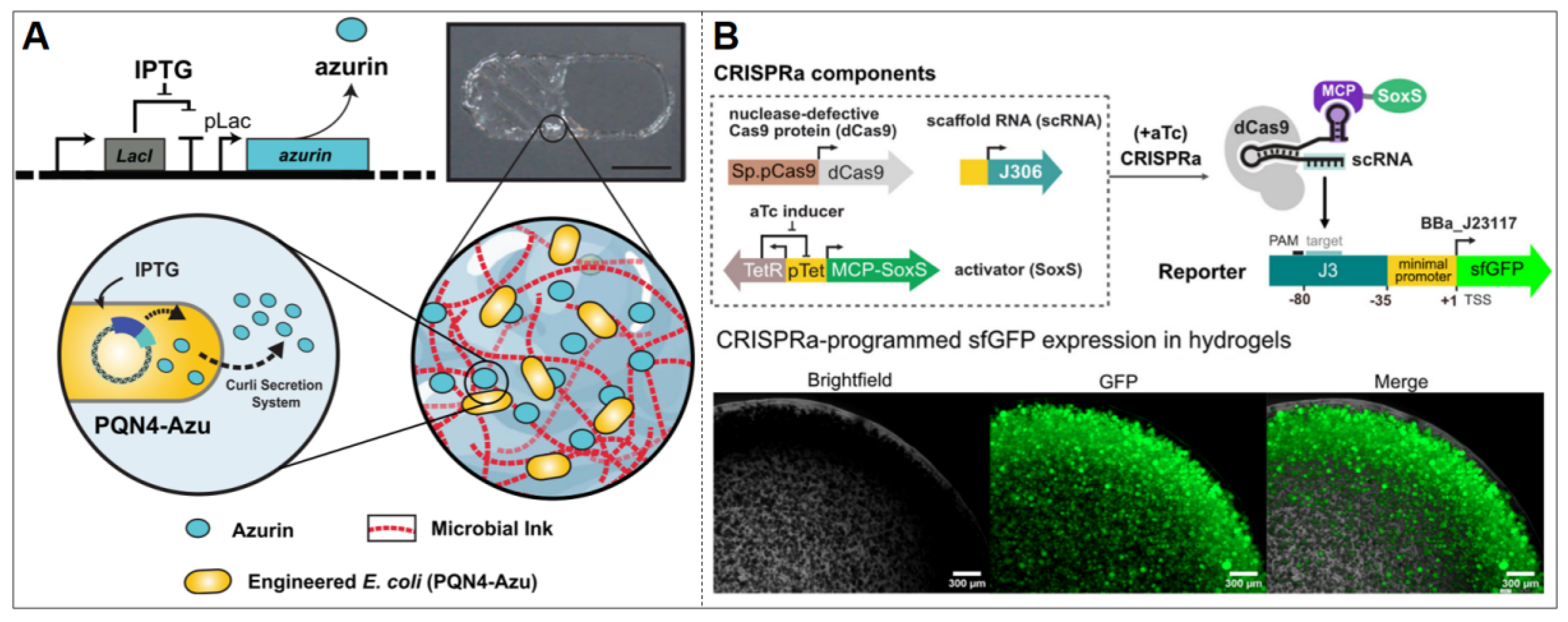 Biosensors 15 00556 g002 Biosensors 15 00556 g002