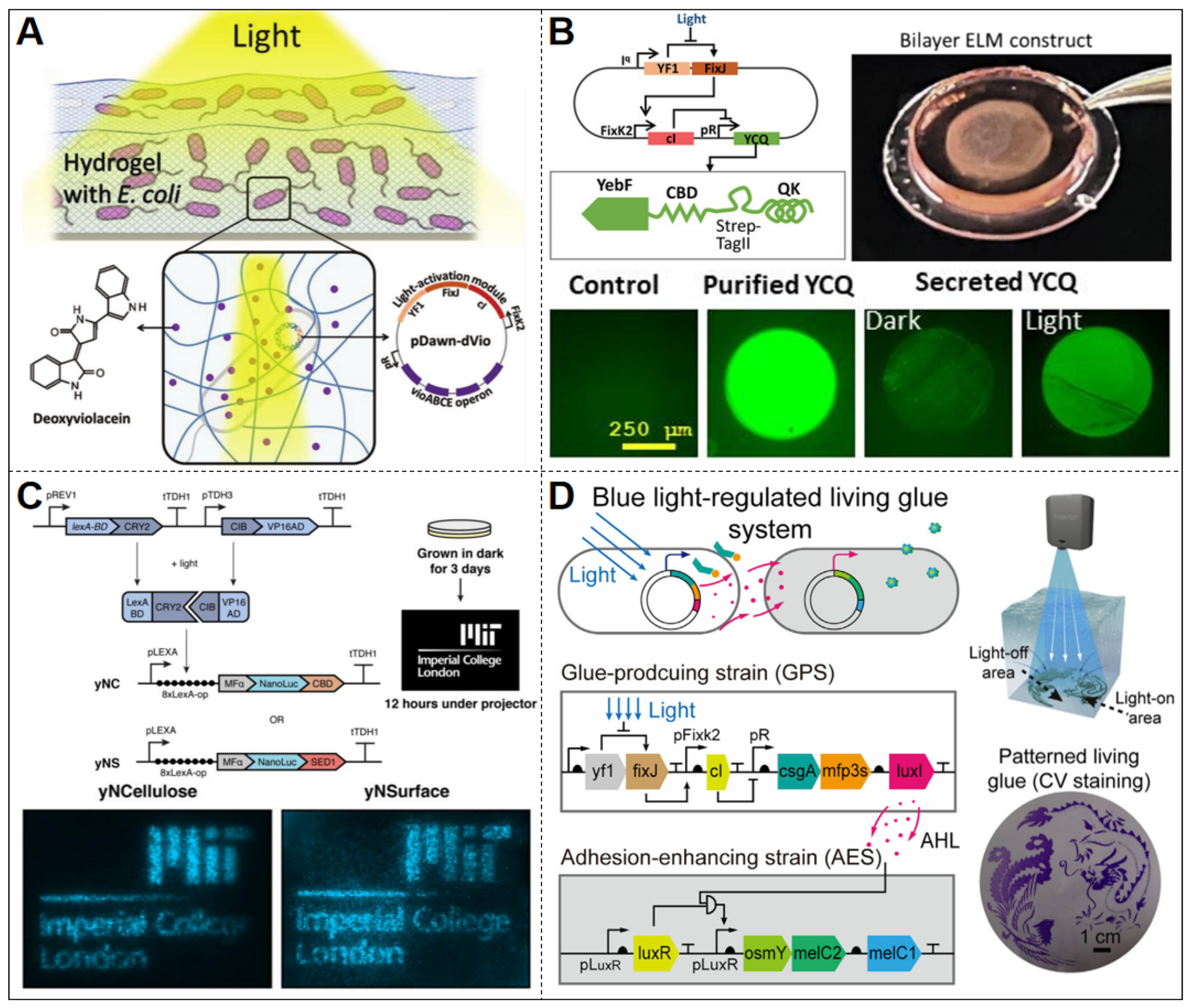 Biosensors 15 00556 g004 Biosensors 15 00556 g004