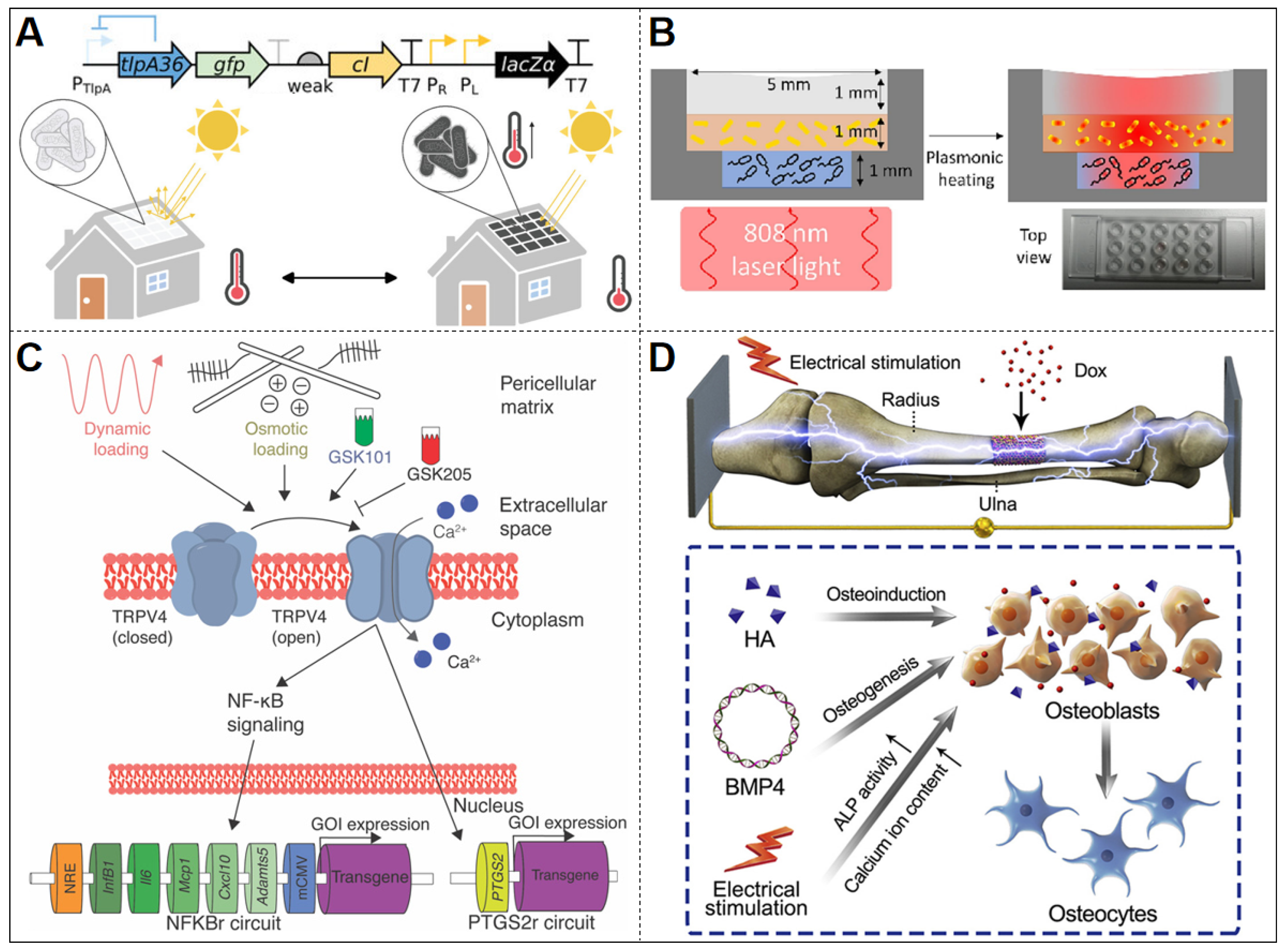 Biosensors 15 00556 g005 Biosensors 15 00556 g005