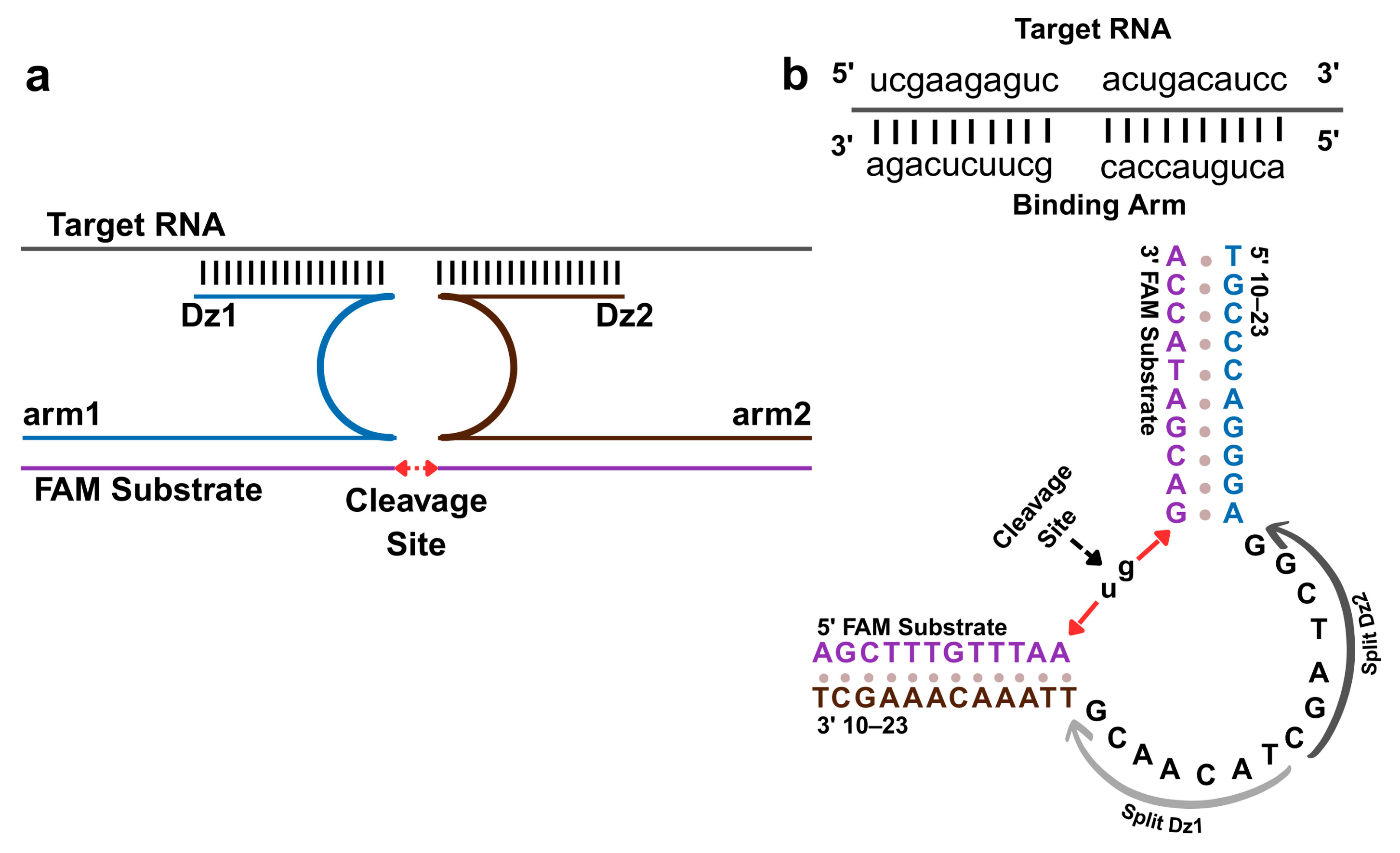 Biosensors 15 00562 g001
