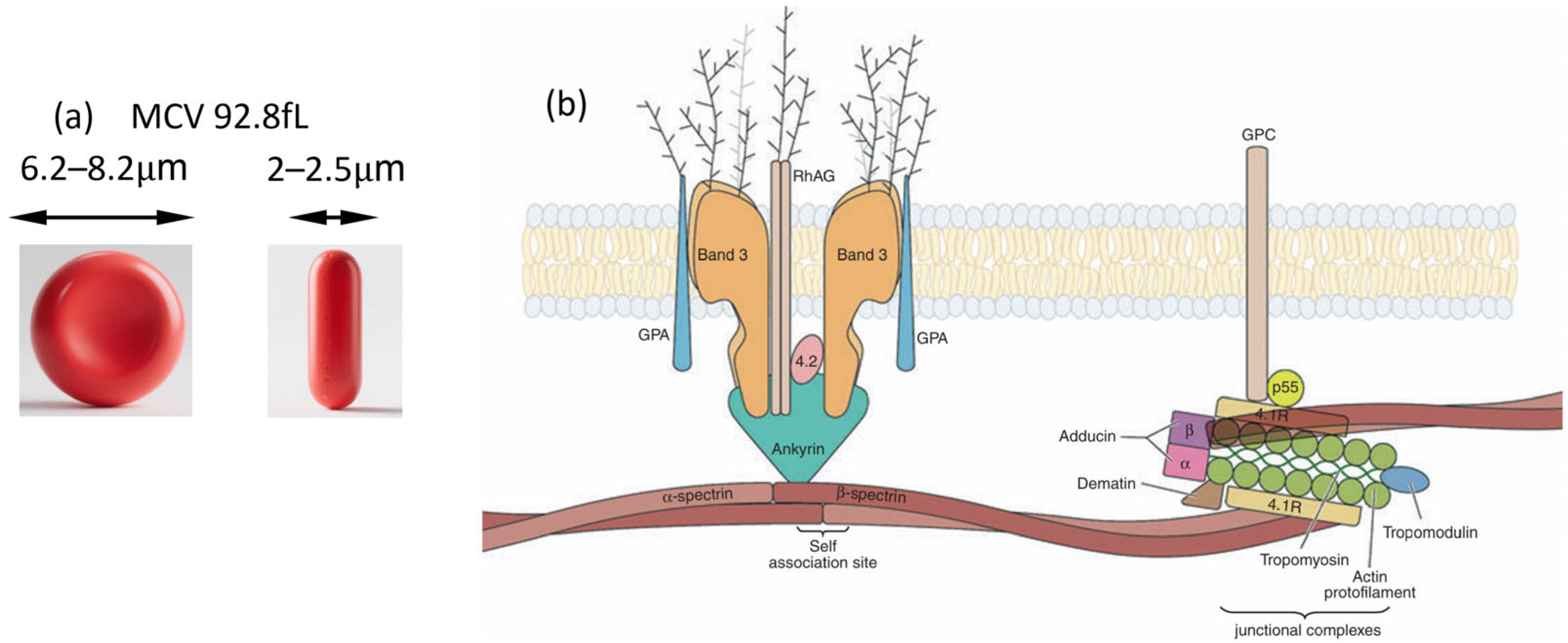 Biosensors 15 00566 g001 Biosensors 15 00566 g001
