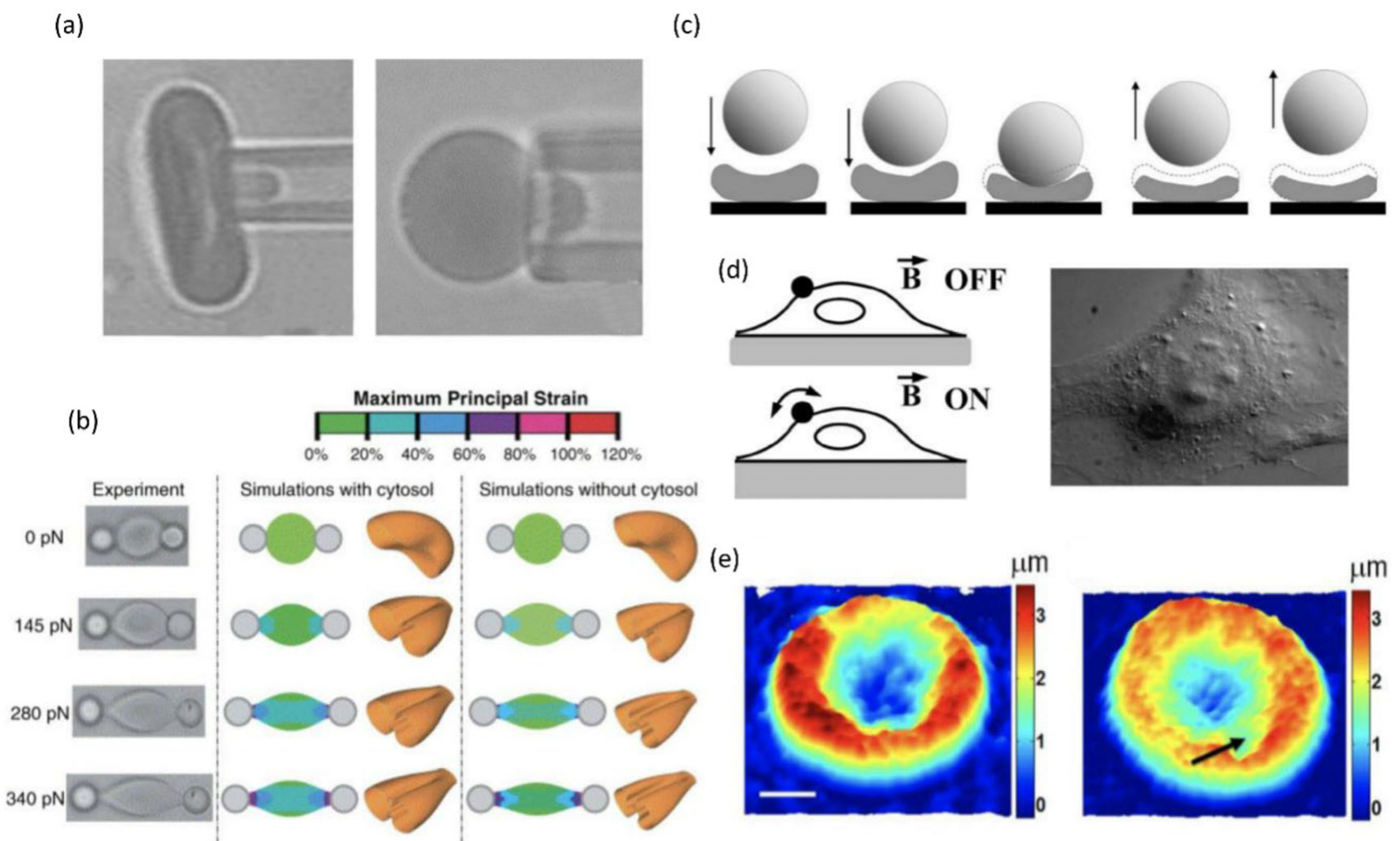 Biosensors 15 00566 g003 Biosensors 15 00566 g003