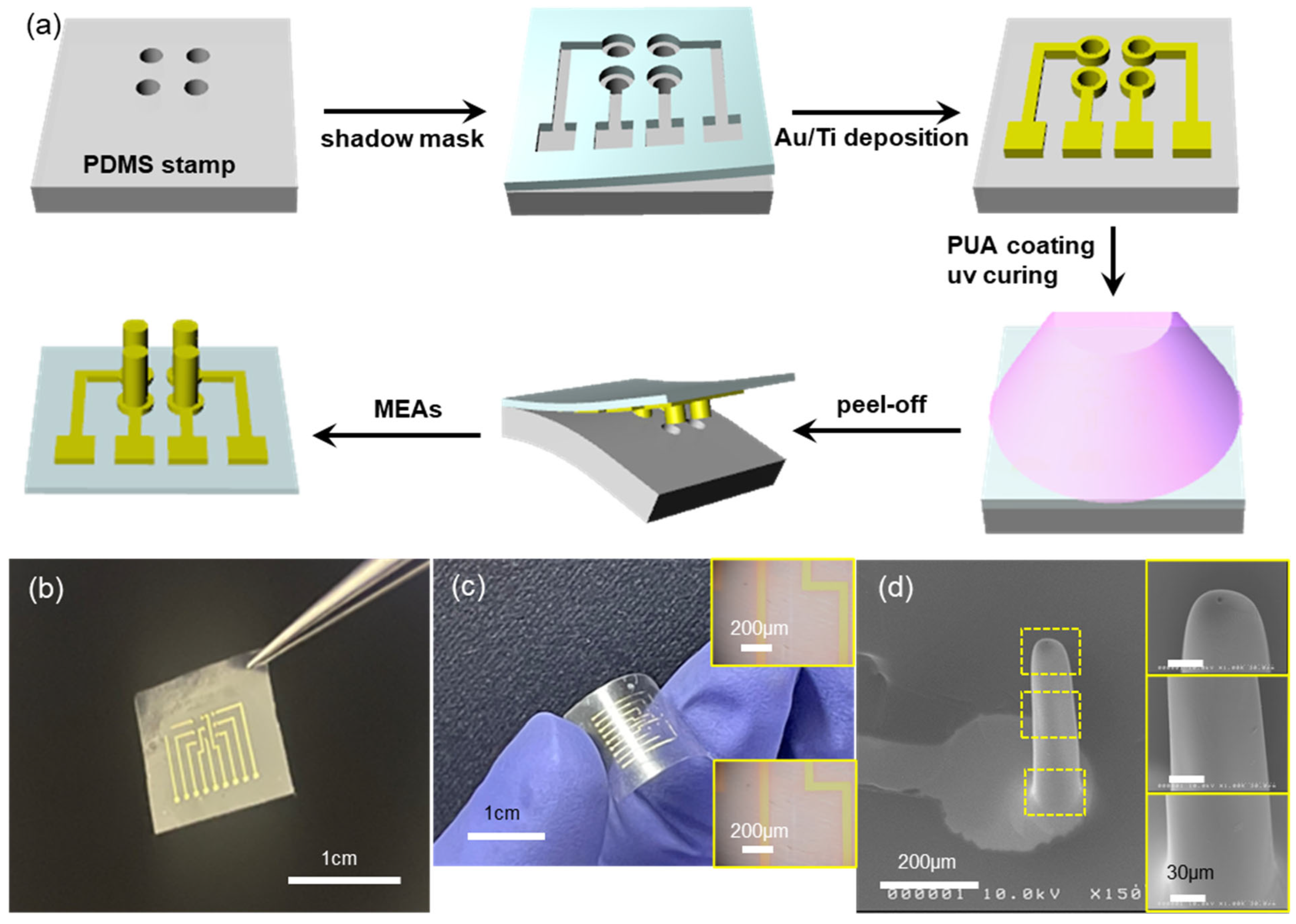 Biosensors 15 00576 g001