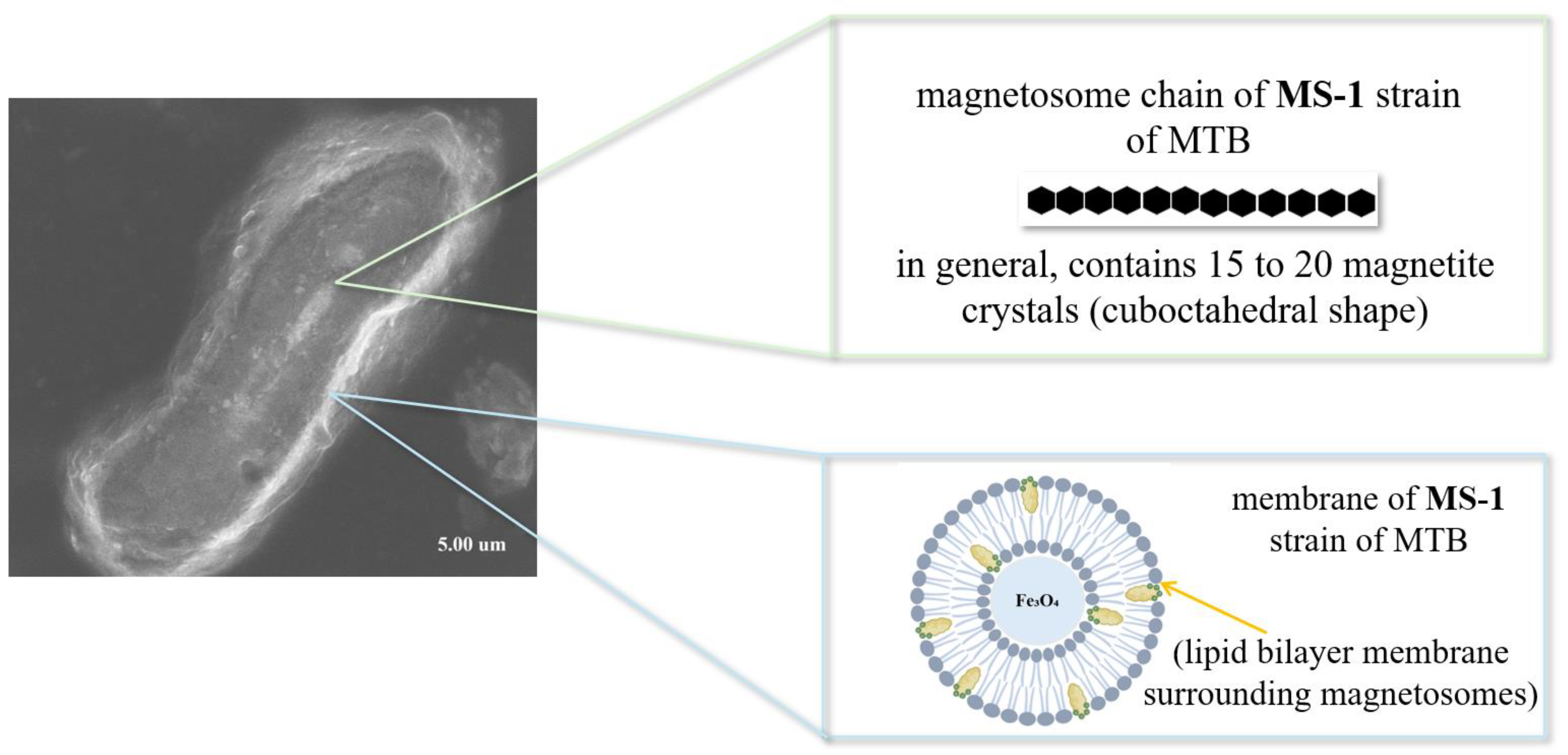 Biosensors 15 00590 g011 Biosensors 15 00590 g011