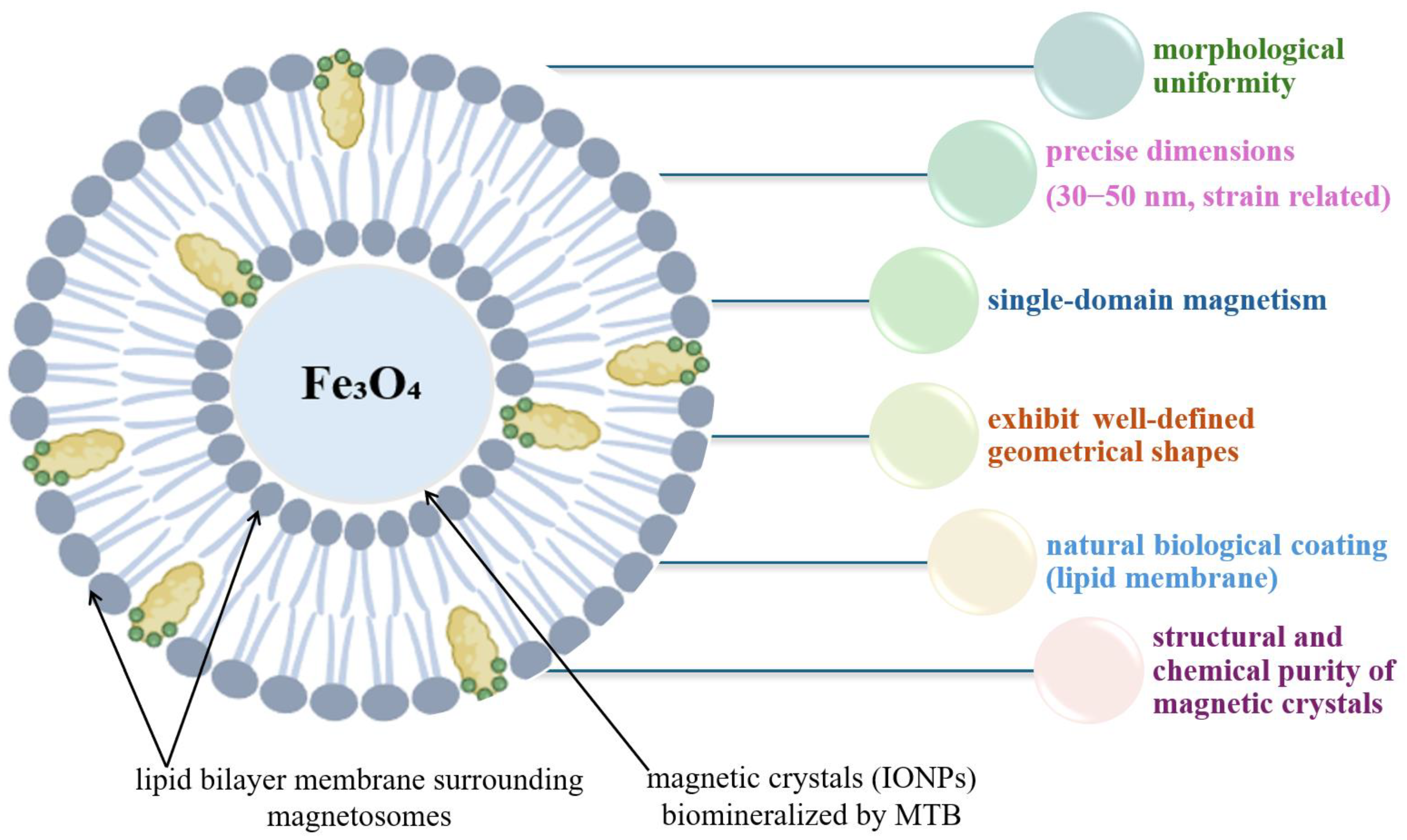 Biosensors 15 00590 g013 Biosensors 15 00590 g013