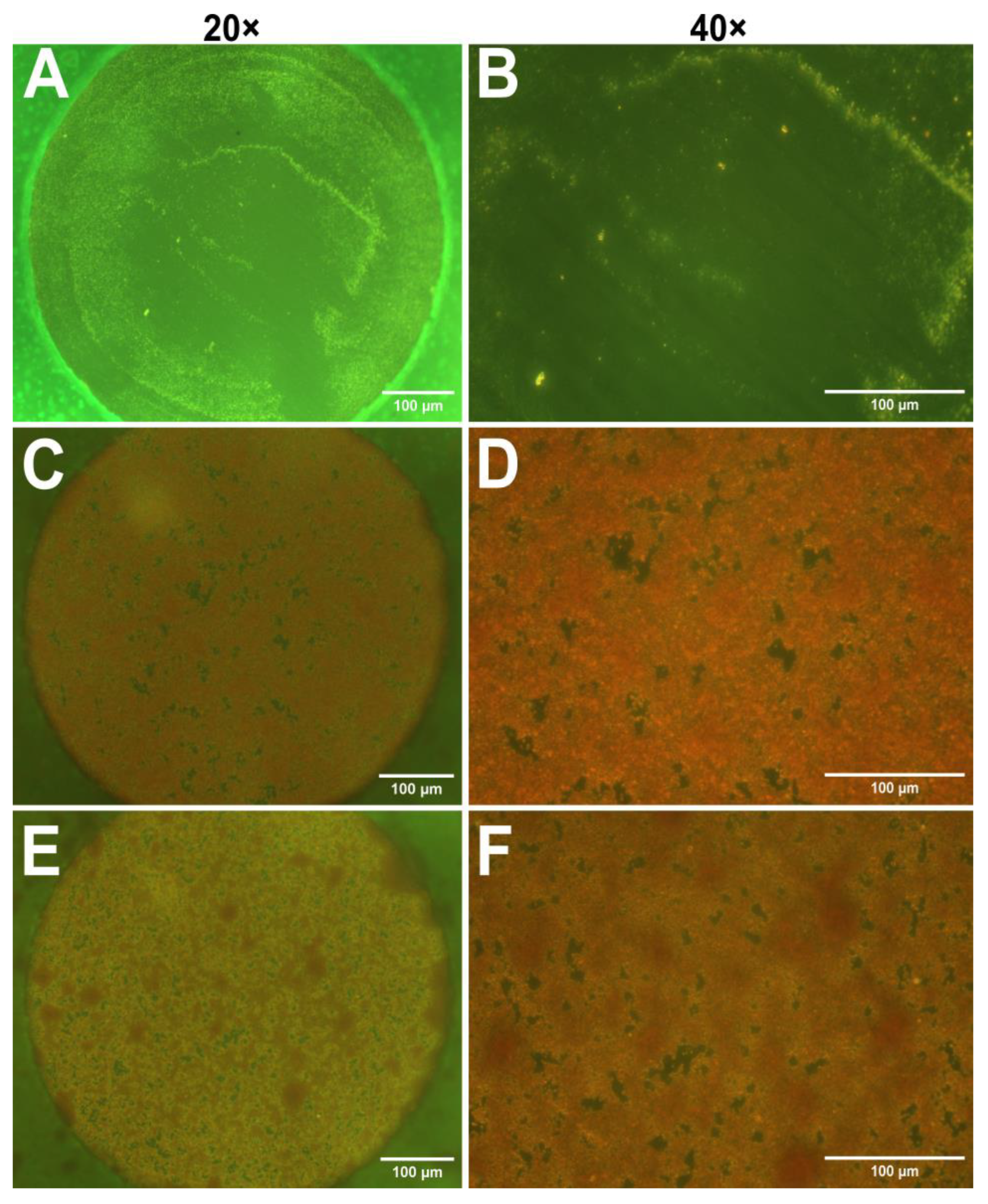 Biosensors 15 00596 g002 Biosensors 15 00596 g002