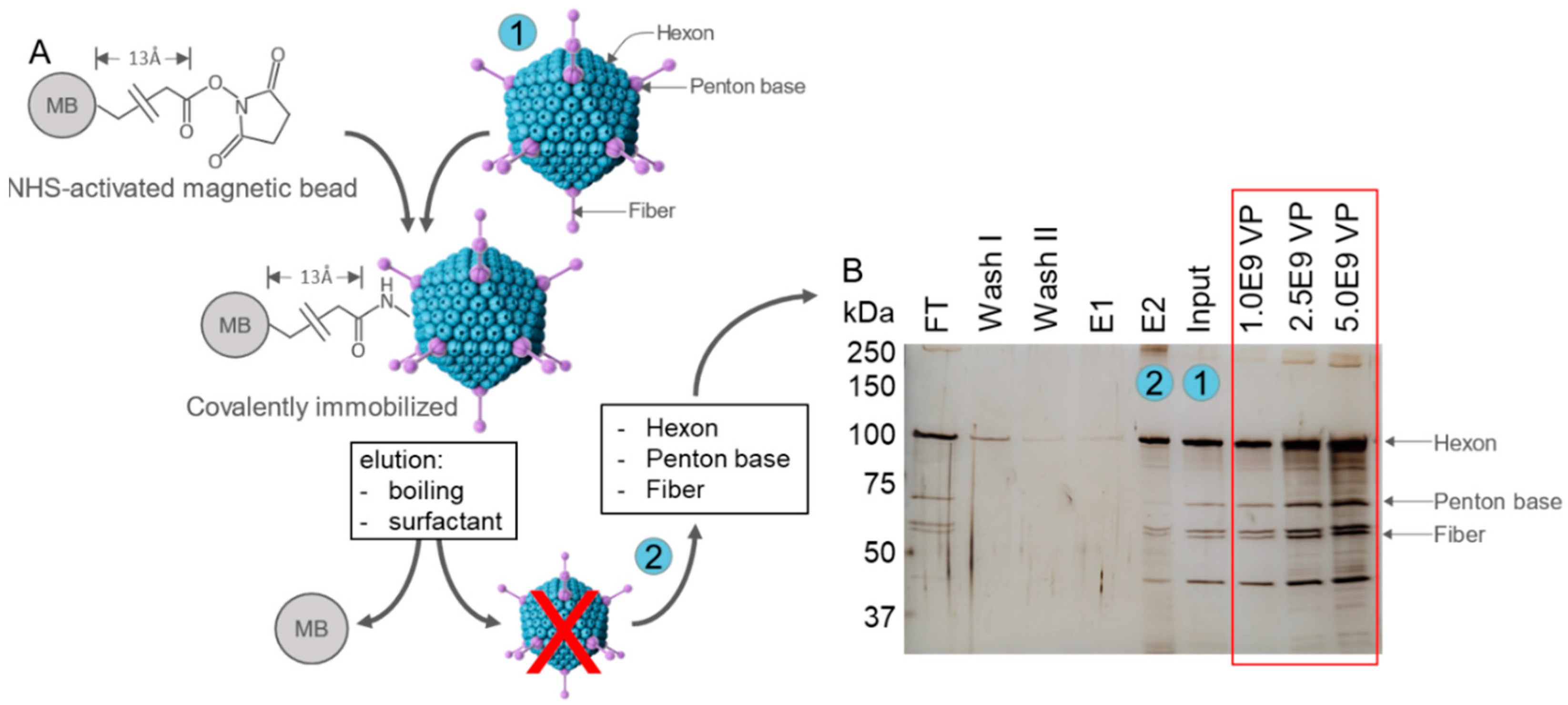 Biosensors 15 00605 g002 Biosensors 15 00605 g002
