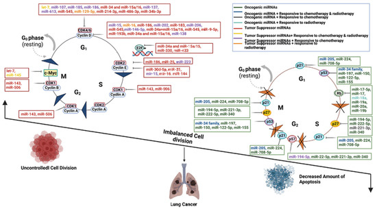 Deep Learning-Driven Multimodal Integration of miRNA and Radiomic
