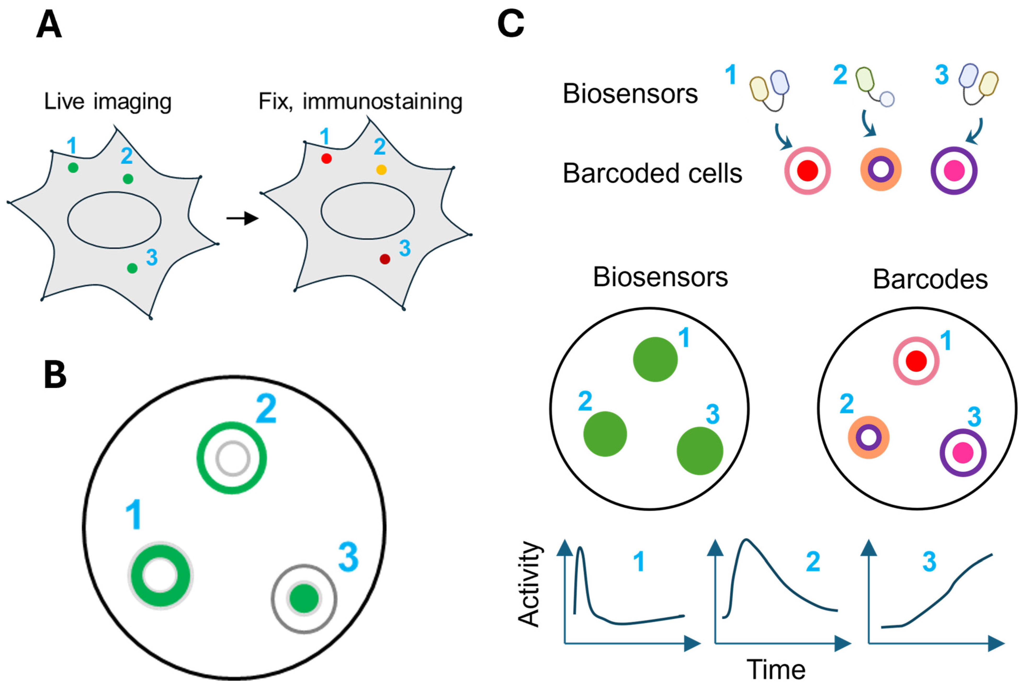 Biosensors 15 00614 g004
