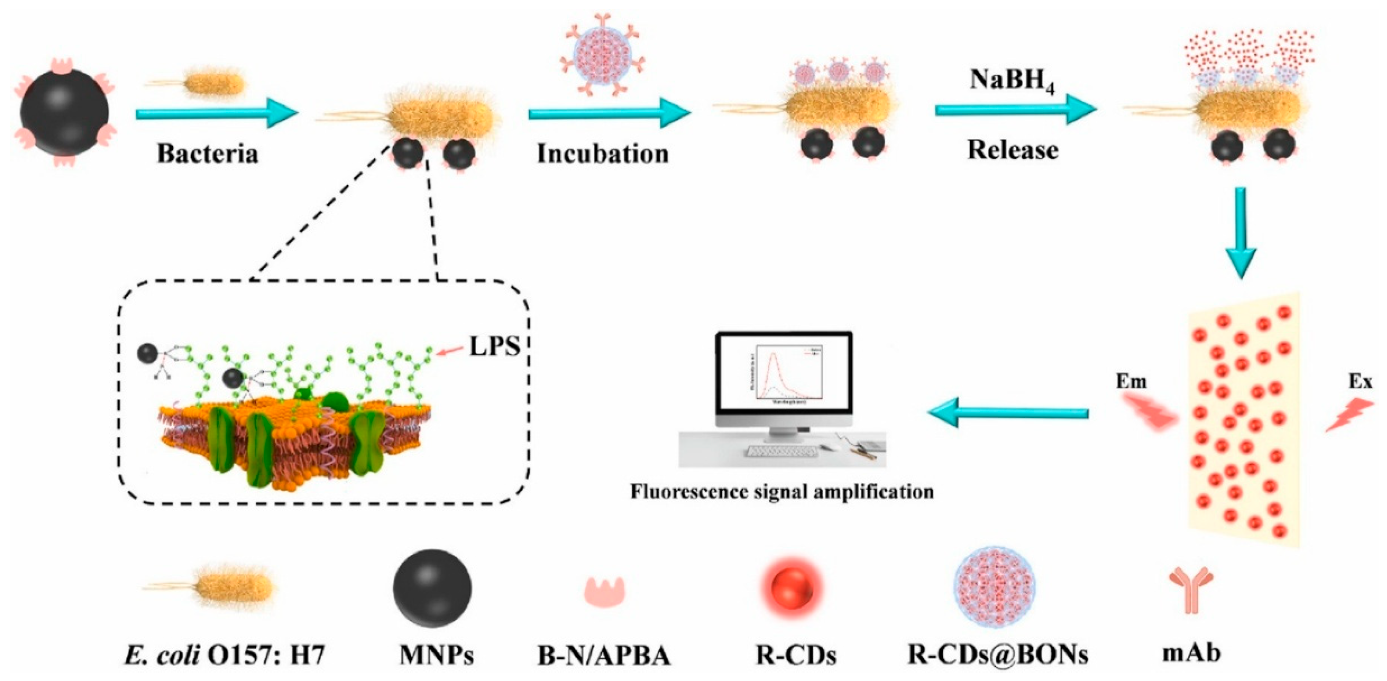 Biosensors 15 00635 g005 Biosensors 15 00635 g005