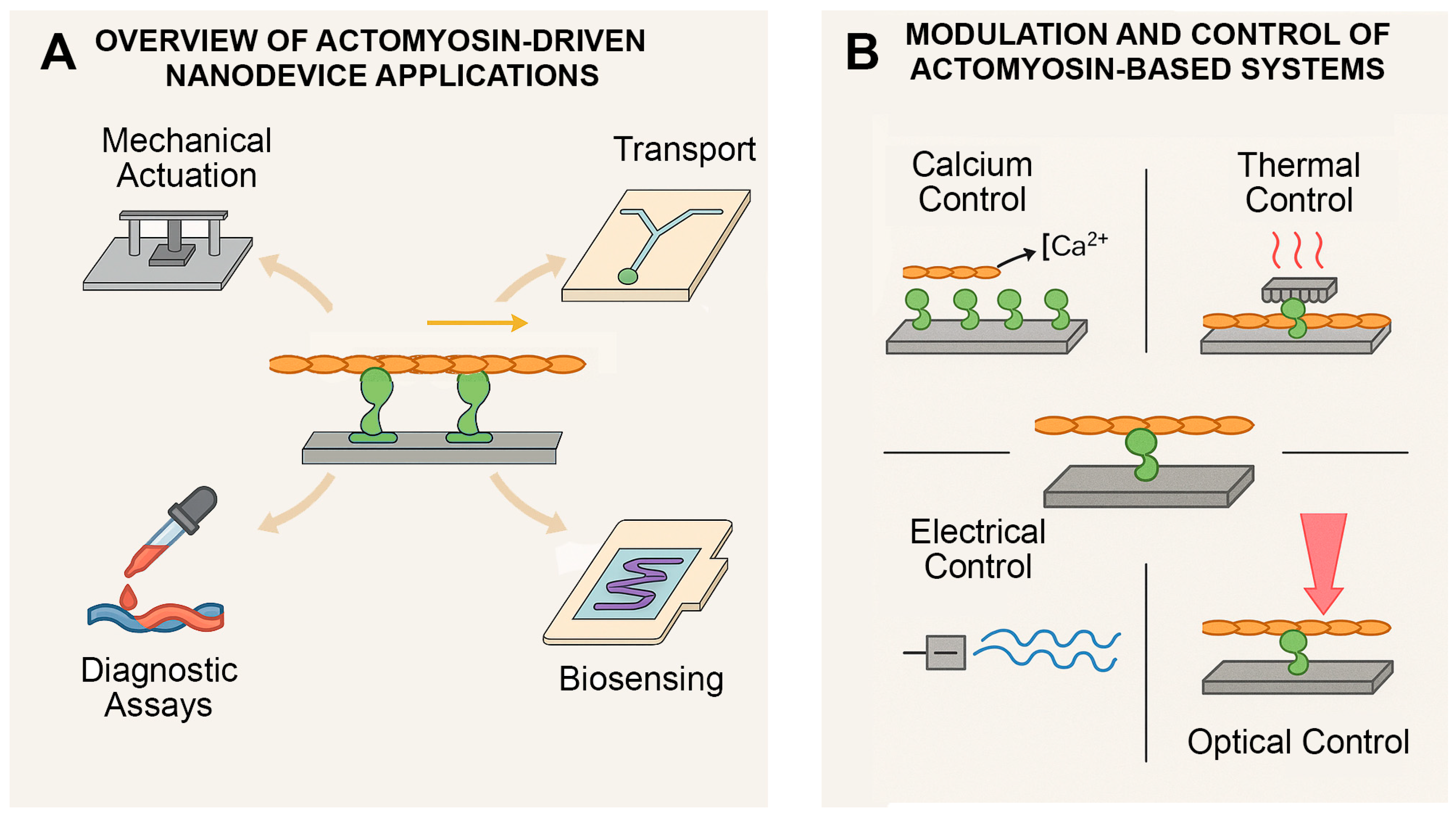 Biosensors 15 00672 g003 Biosensors 15 00672 g003