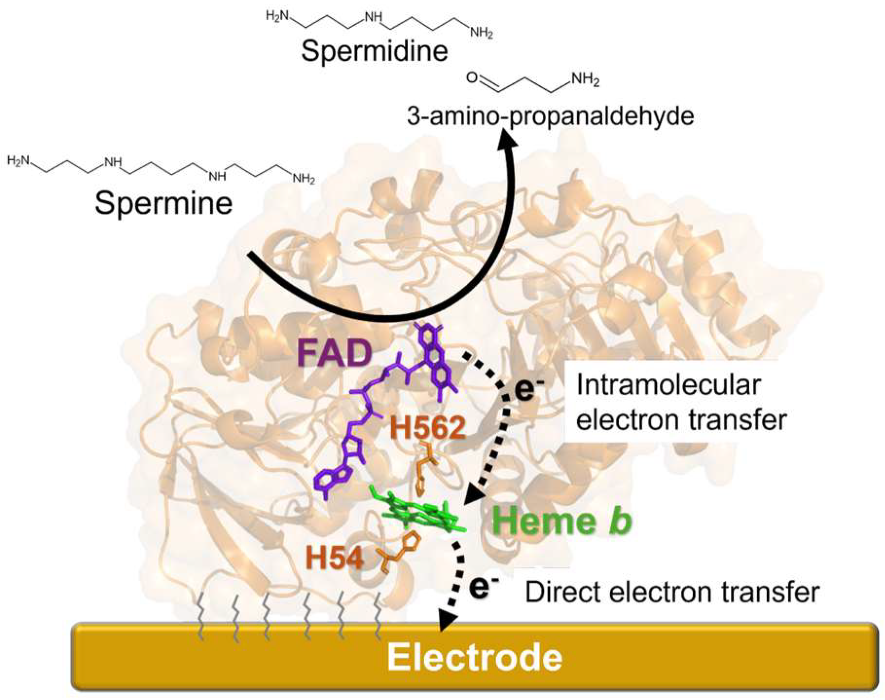 Biosensors 15 00681 sch001 Biosensors 15 00681 sch001