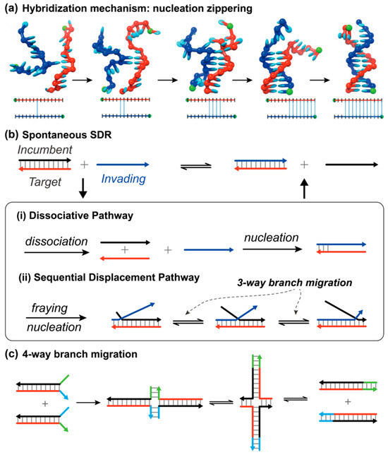 Kinetics and Activation Strategies in Toehold-Mediated and Toehold