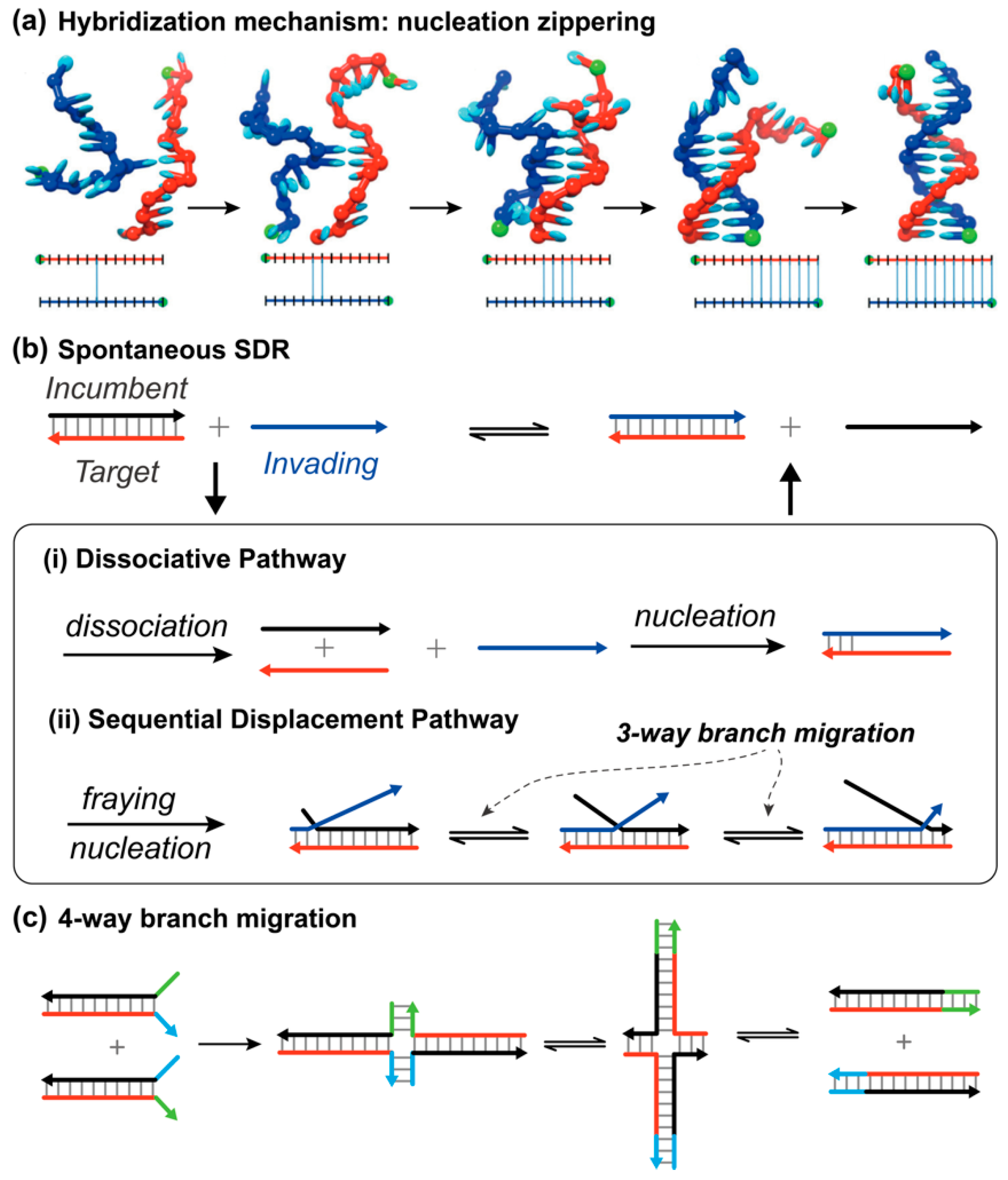Biosensors 15 00683 g001