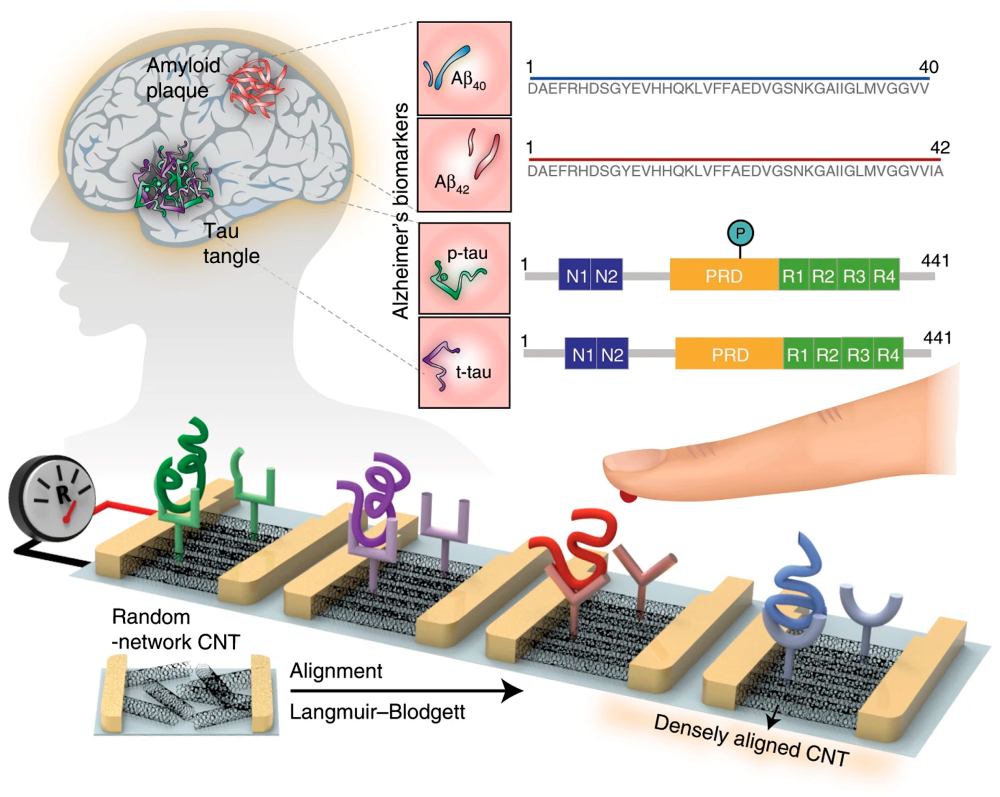 Biosensors 15 00684 g013
