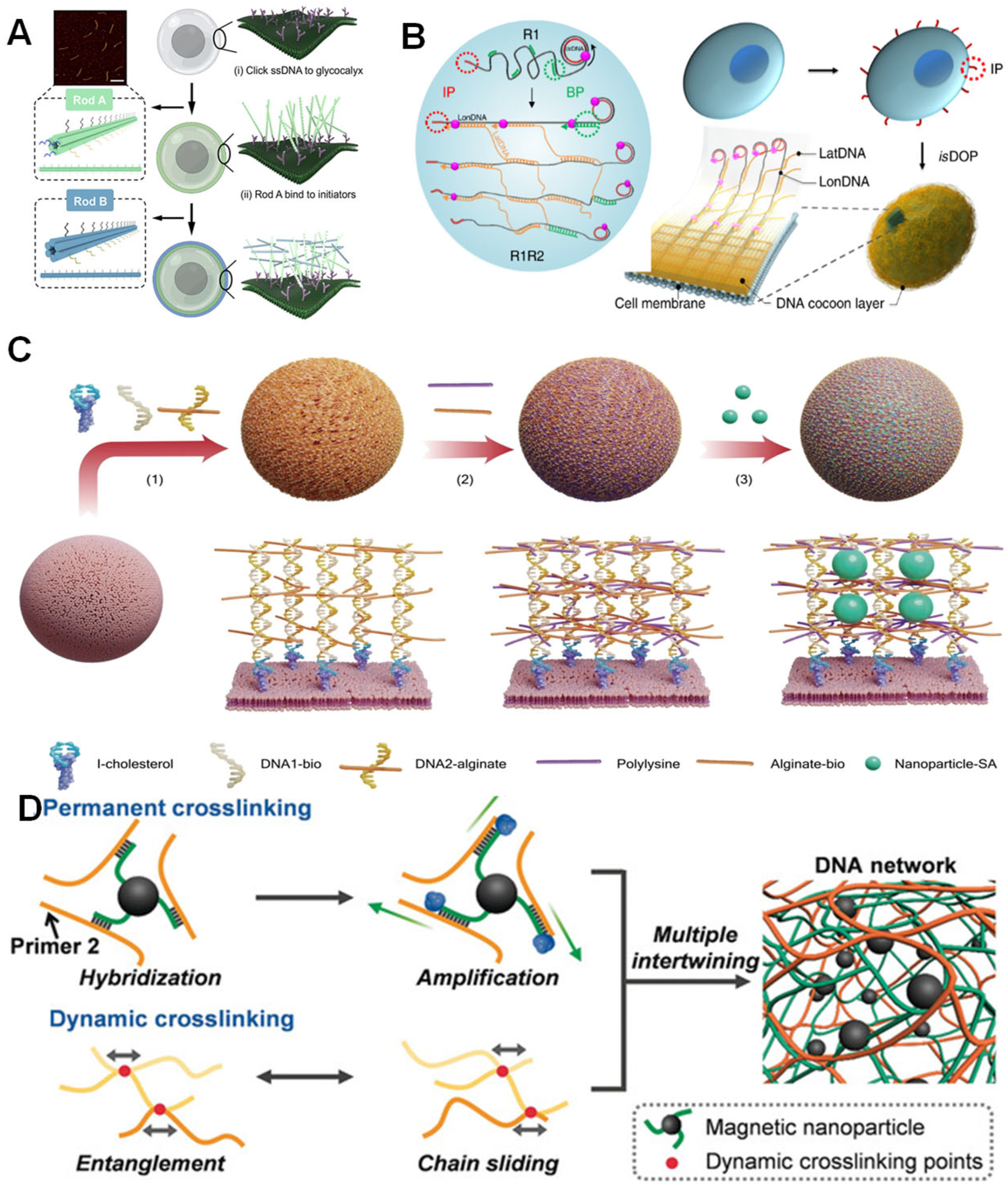 Biosensors 15 00712 g002 Biosensors 15 00712 g002