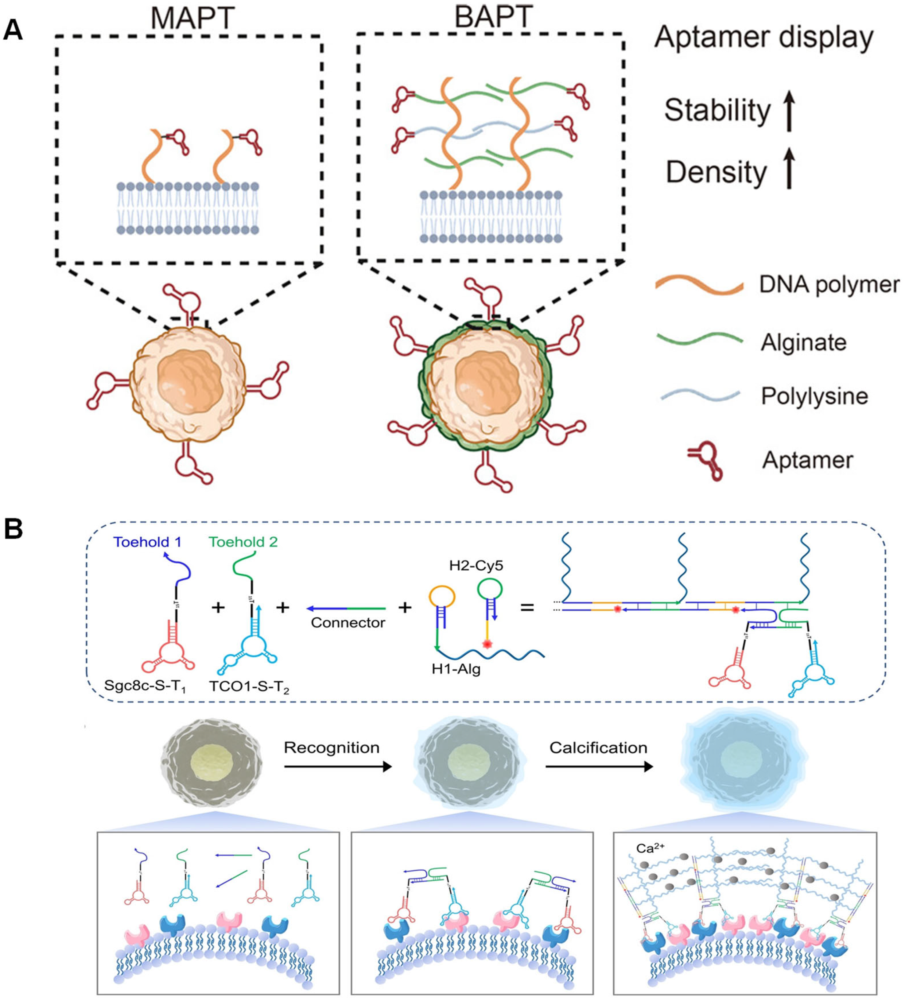 Biosensors 15 00712 g005 Biosensors 15 00712 g005