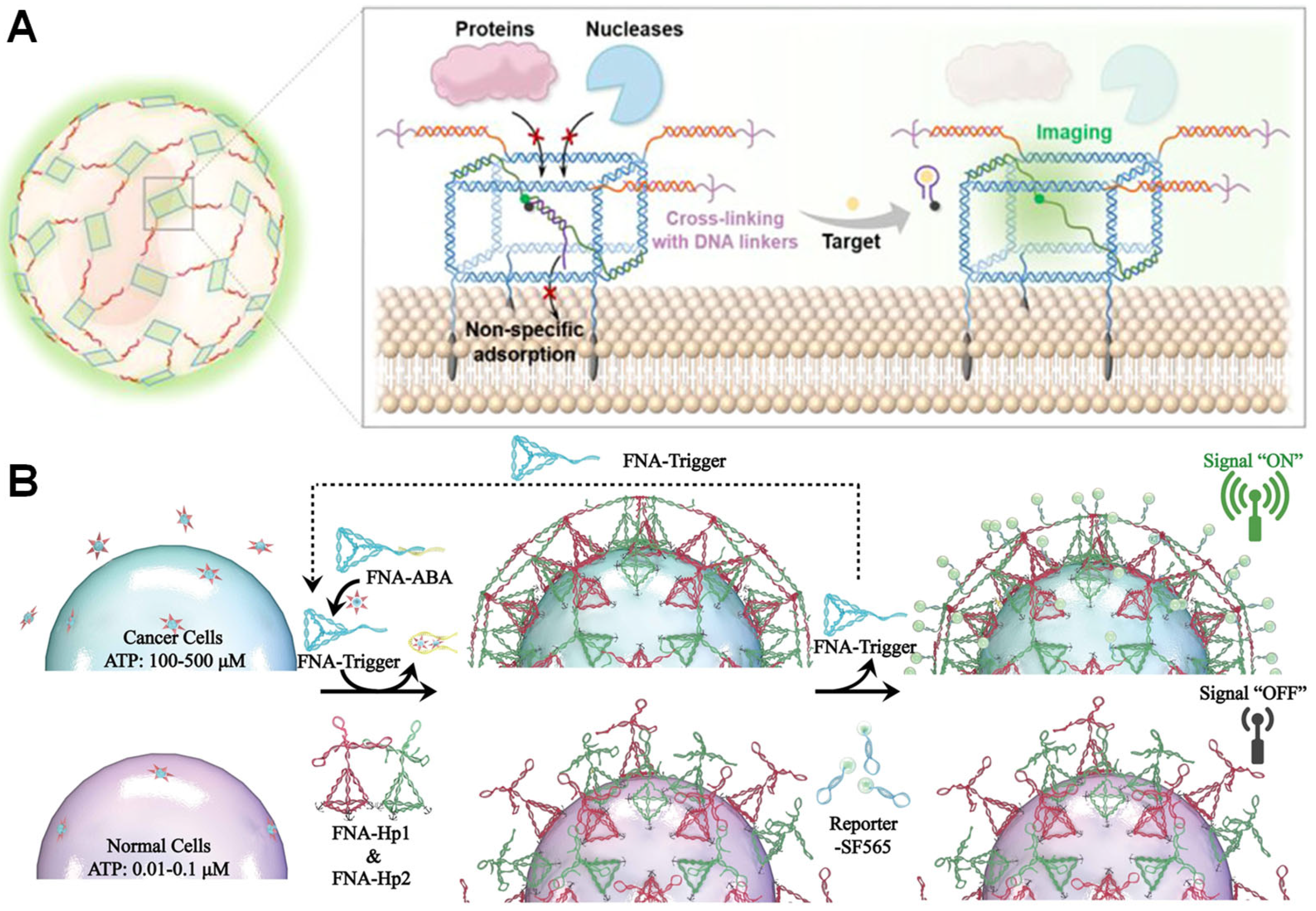 Biosensors 15 00712 g007 Biosensors 15 00712 g007