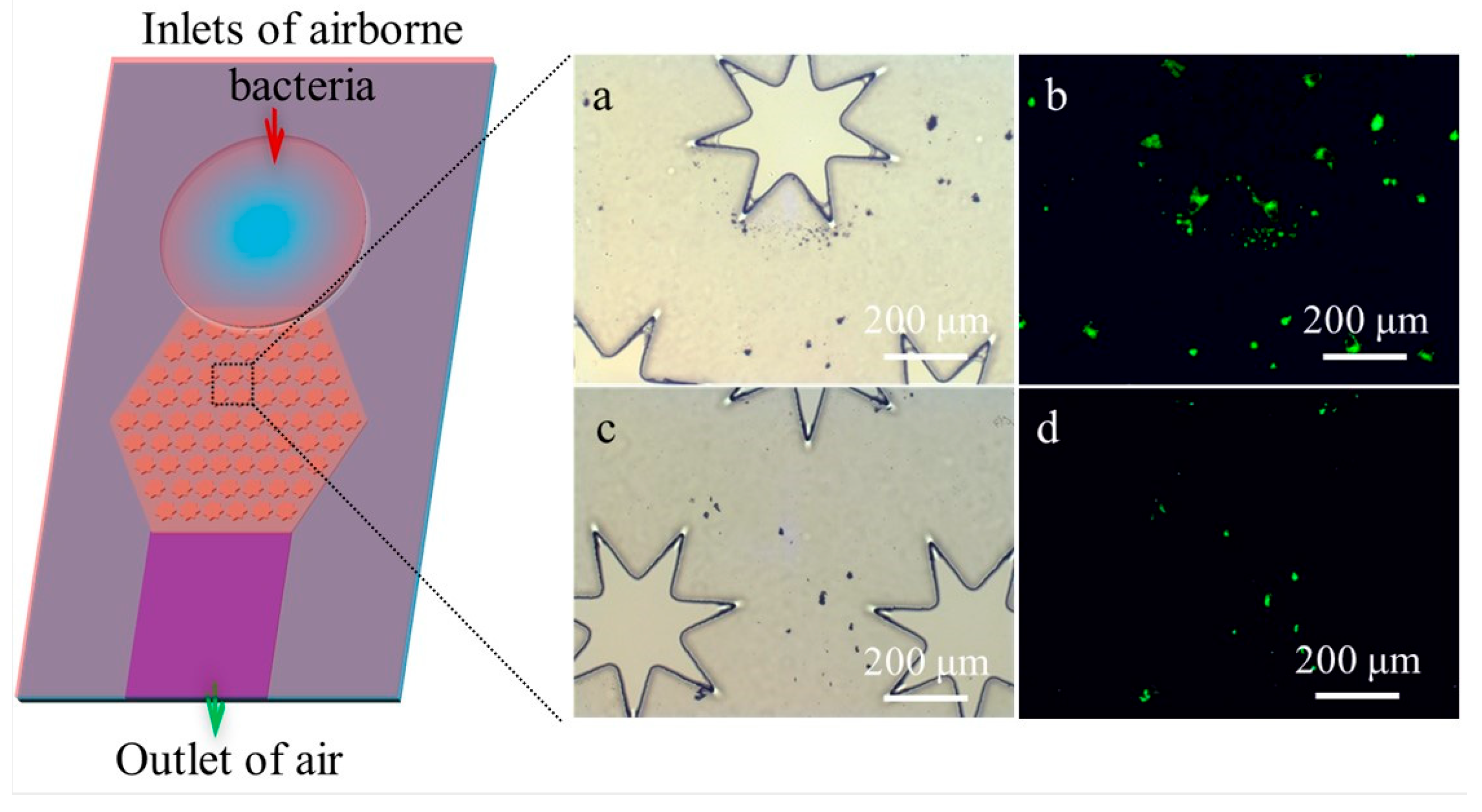 Biosensors 15 00720 g004 Biosensors 15 00720 g004