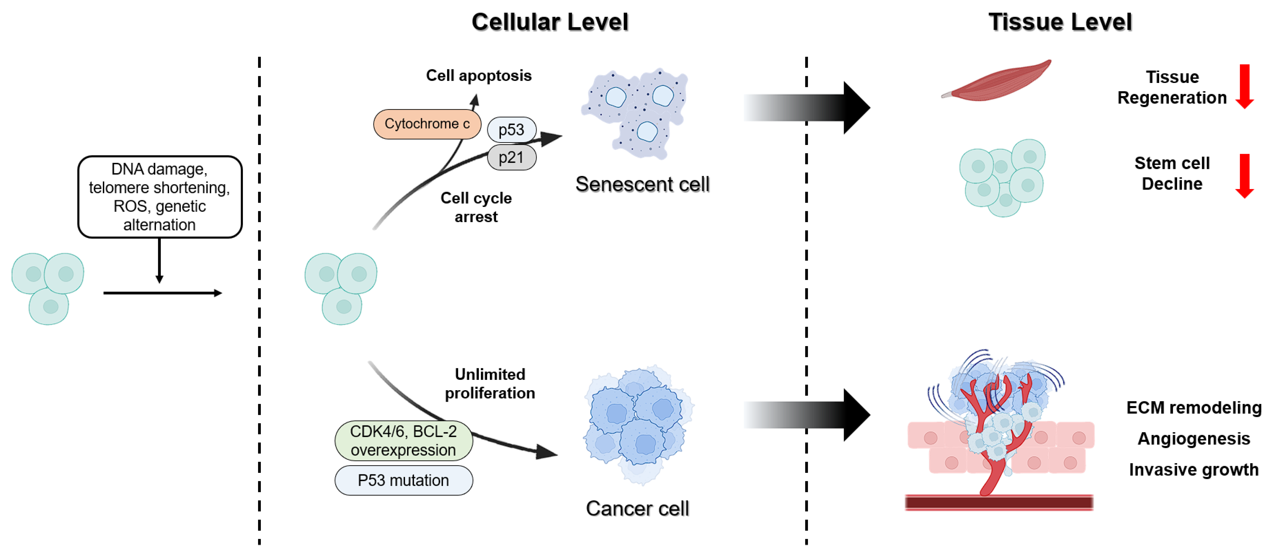 Biosensors 15 00737 g003