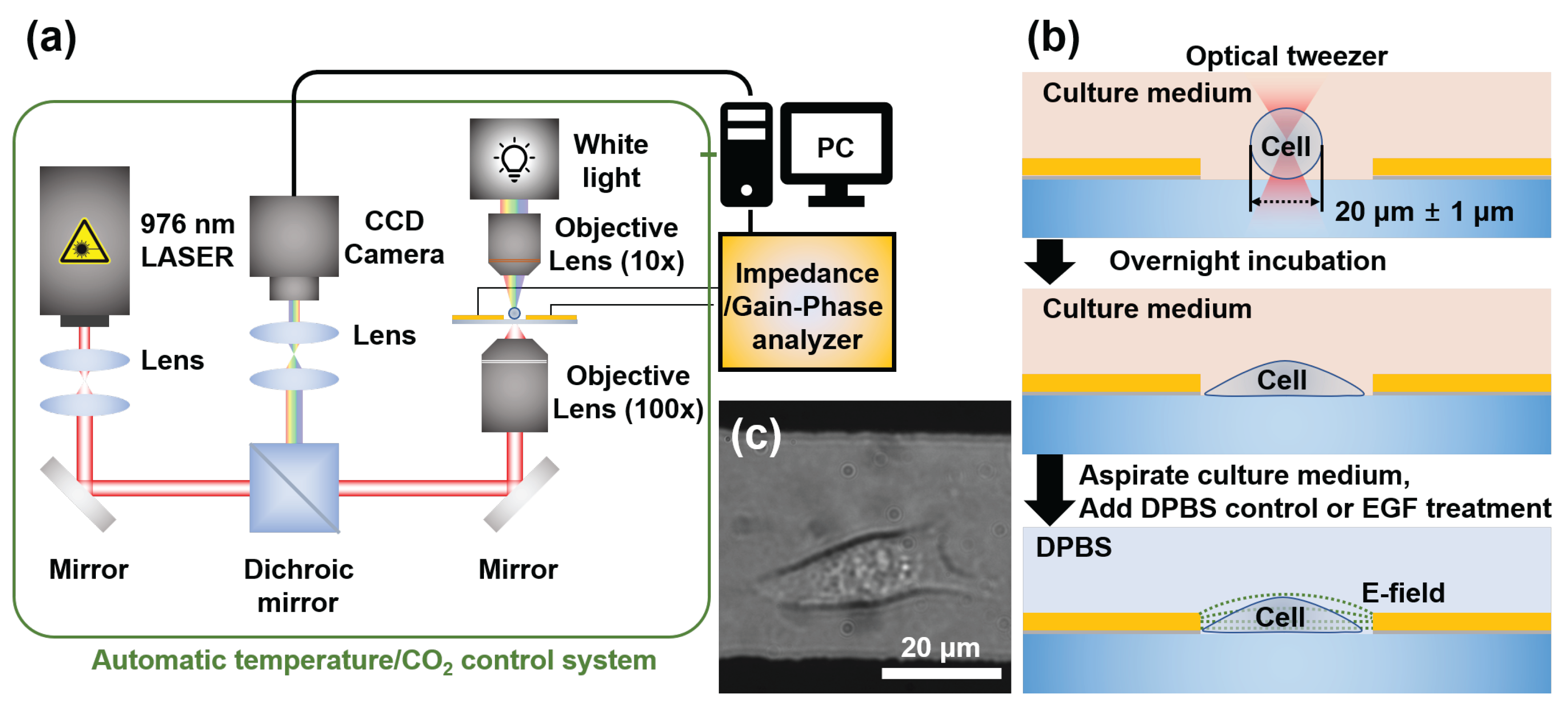 Biosensors 15 00753 g001