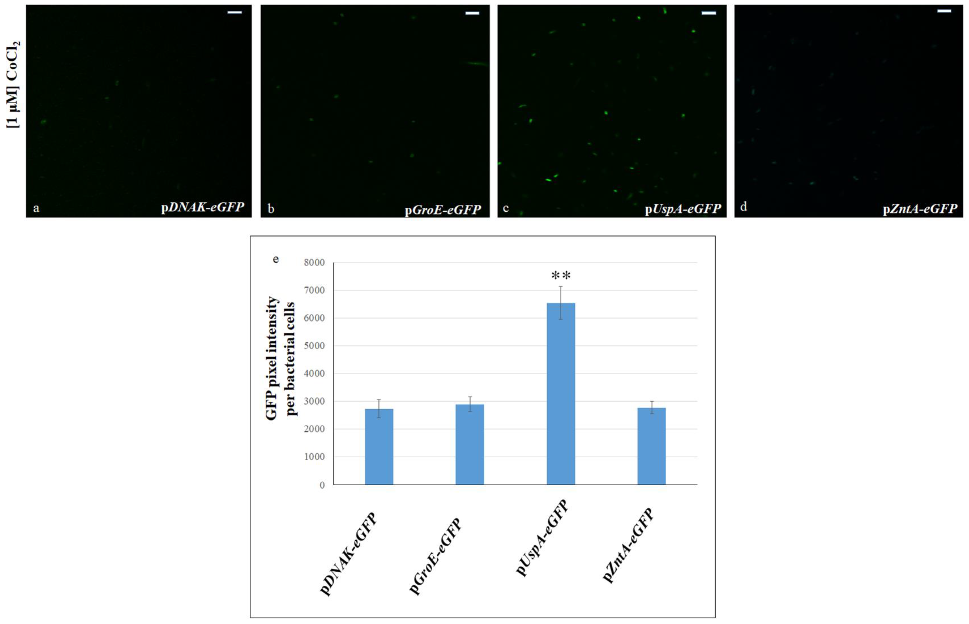 Biosensors 15 00763 g002