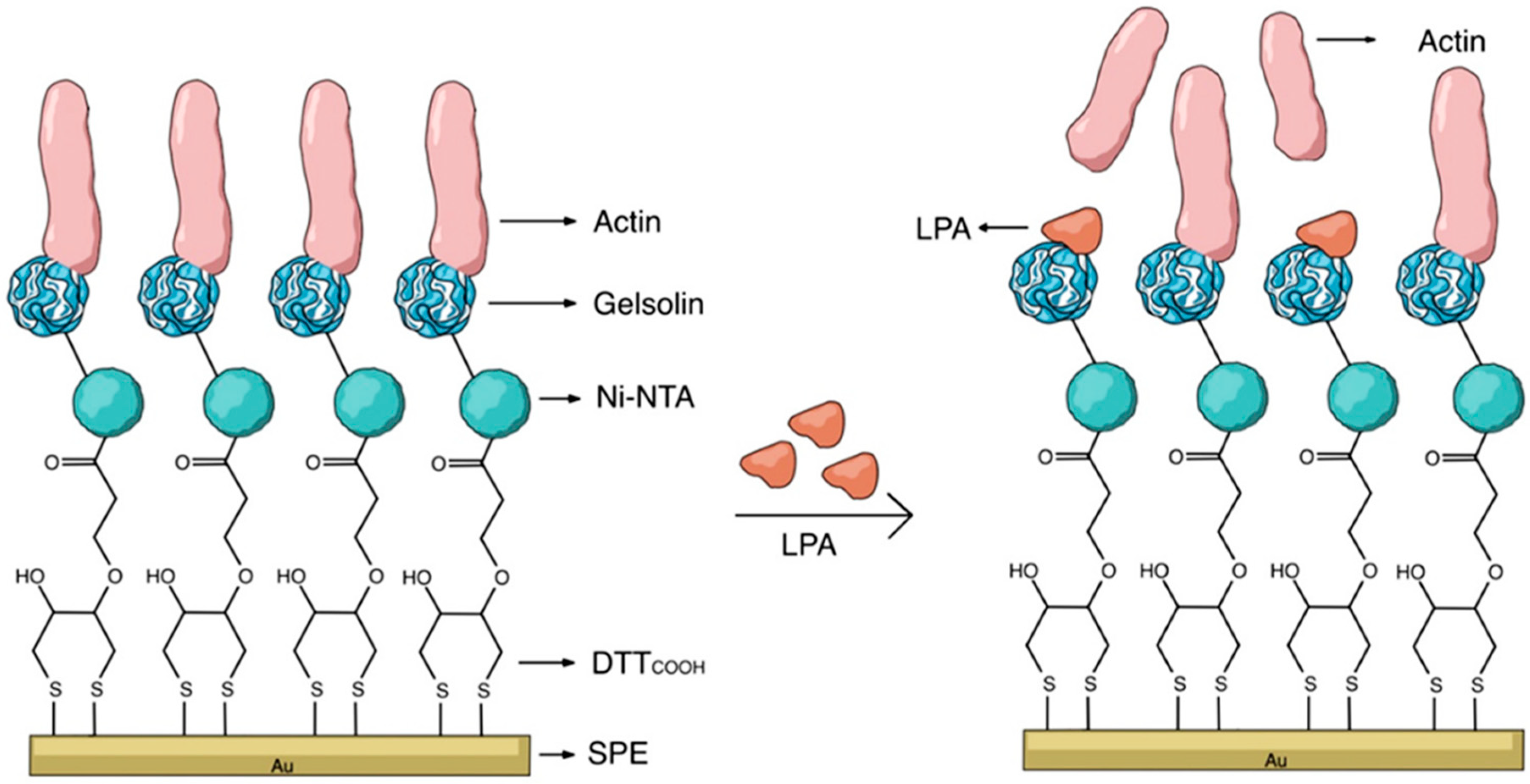 Biosensors 15 00766 g010 Biosensors 15 00766 g010