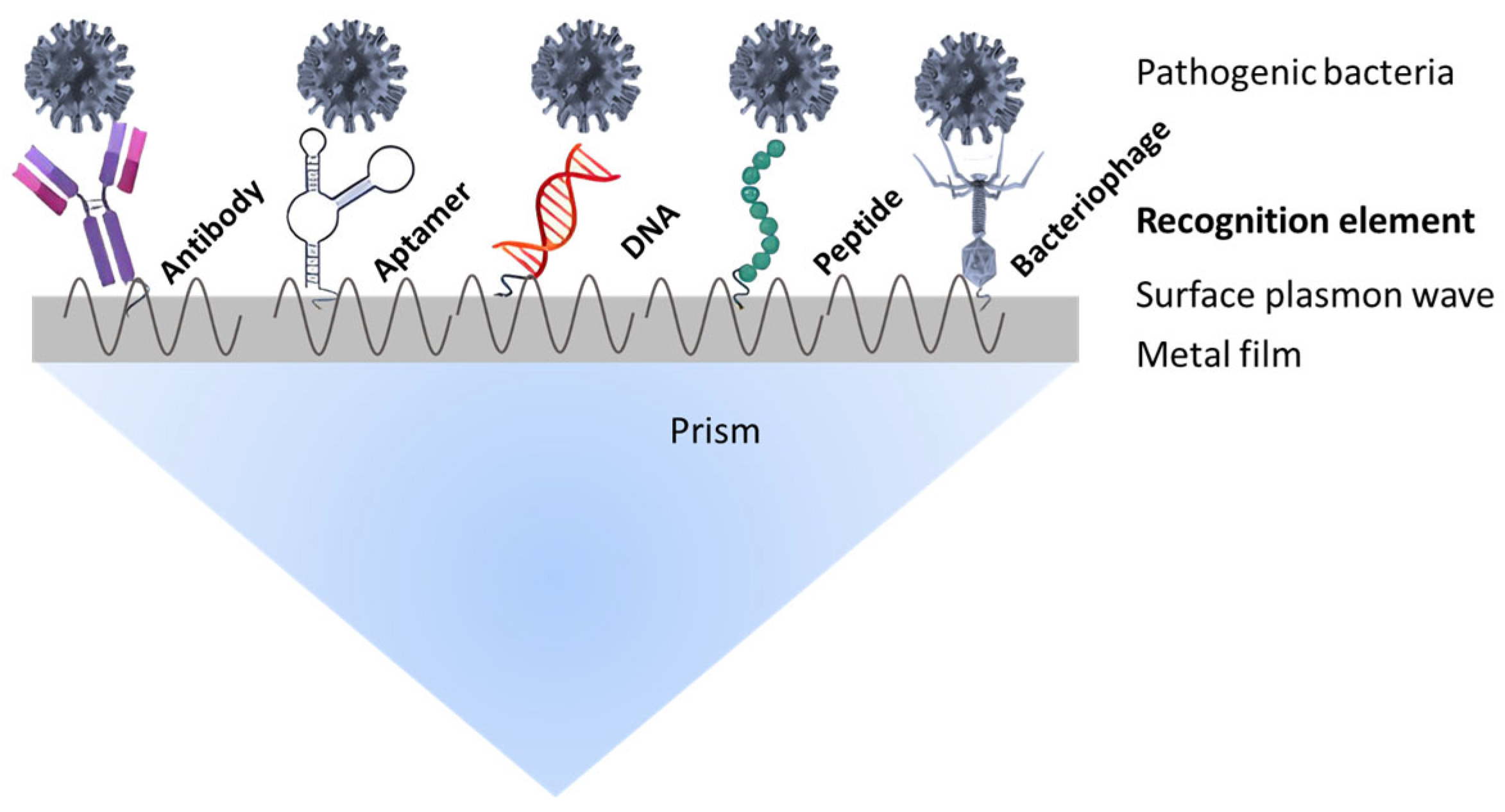 Biosensors 15 00774 g003 Biosensors 15 00774 g003