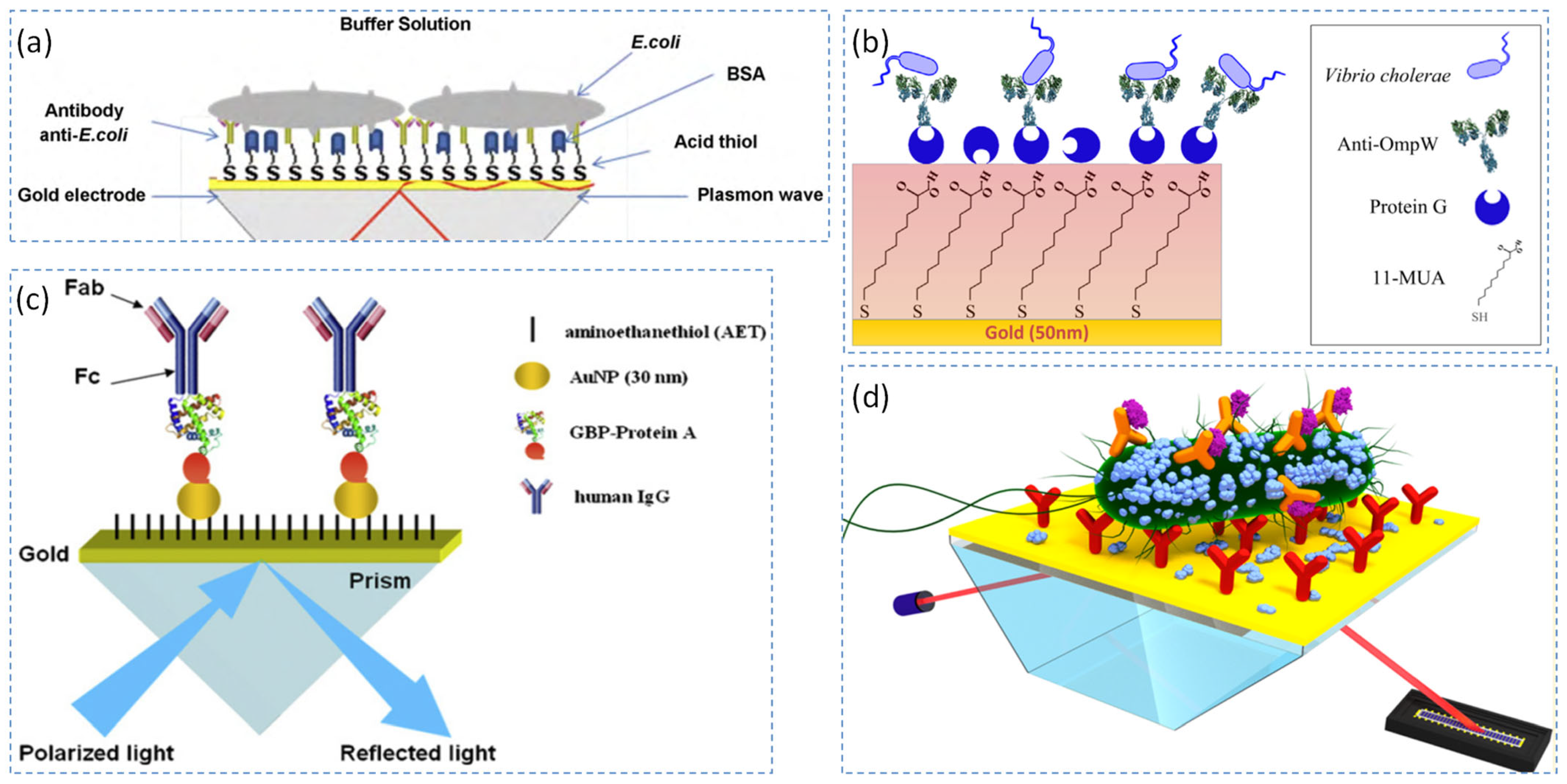 Biosensors 15 00774 g004 Biosensors 15 00774 g004
