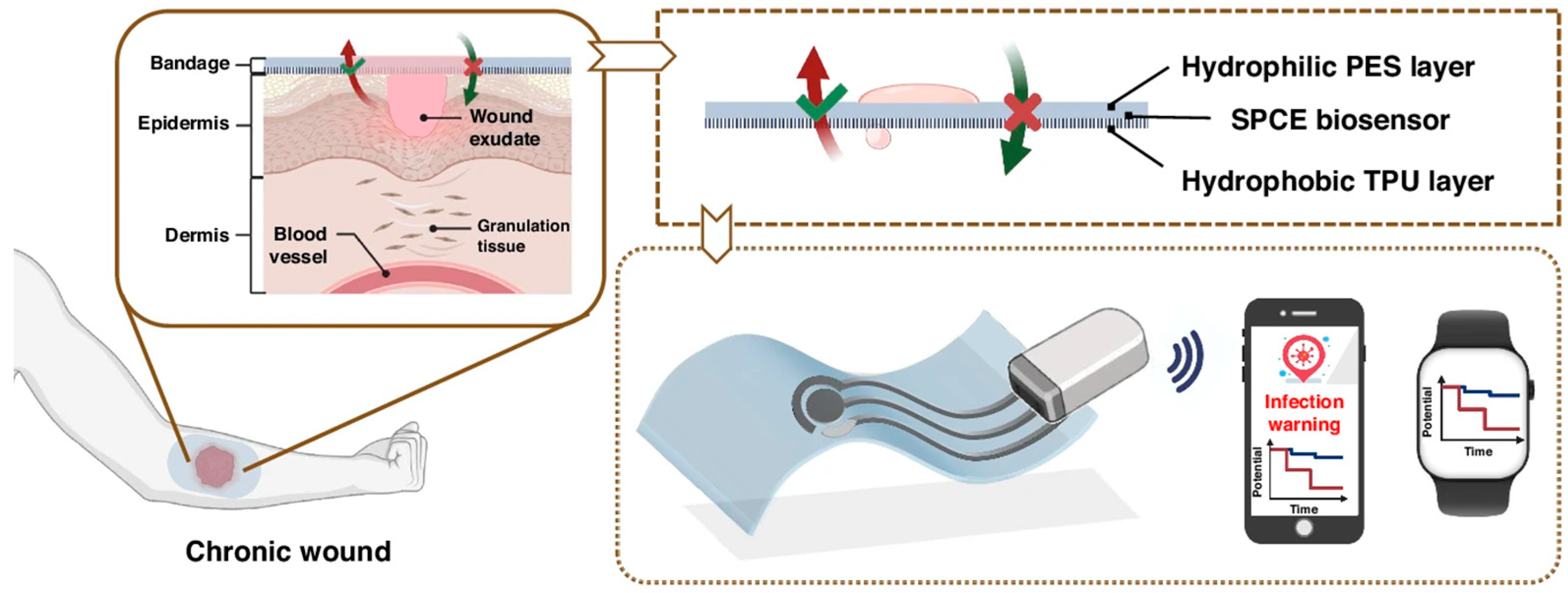 Biosensors 15 00785 g011